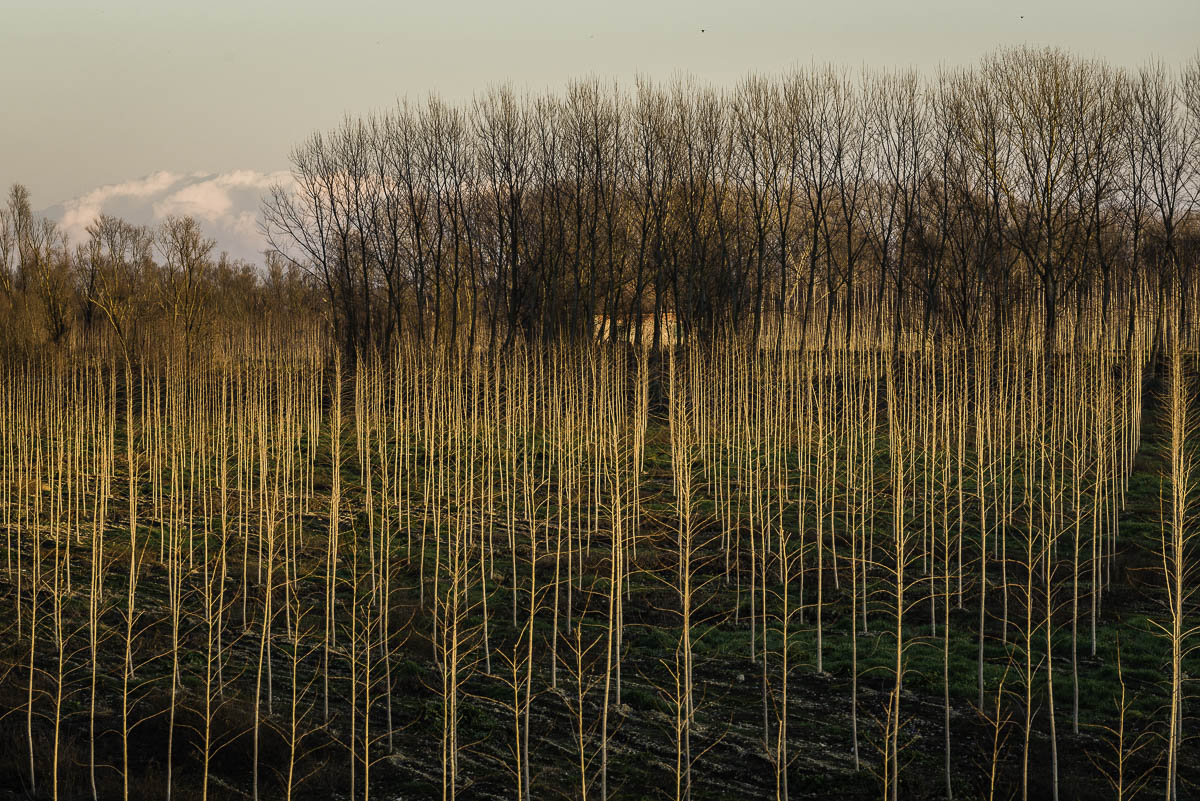 Virgulti nella luce del tramonto