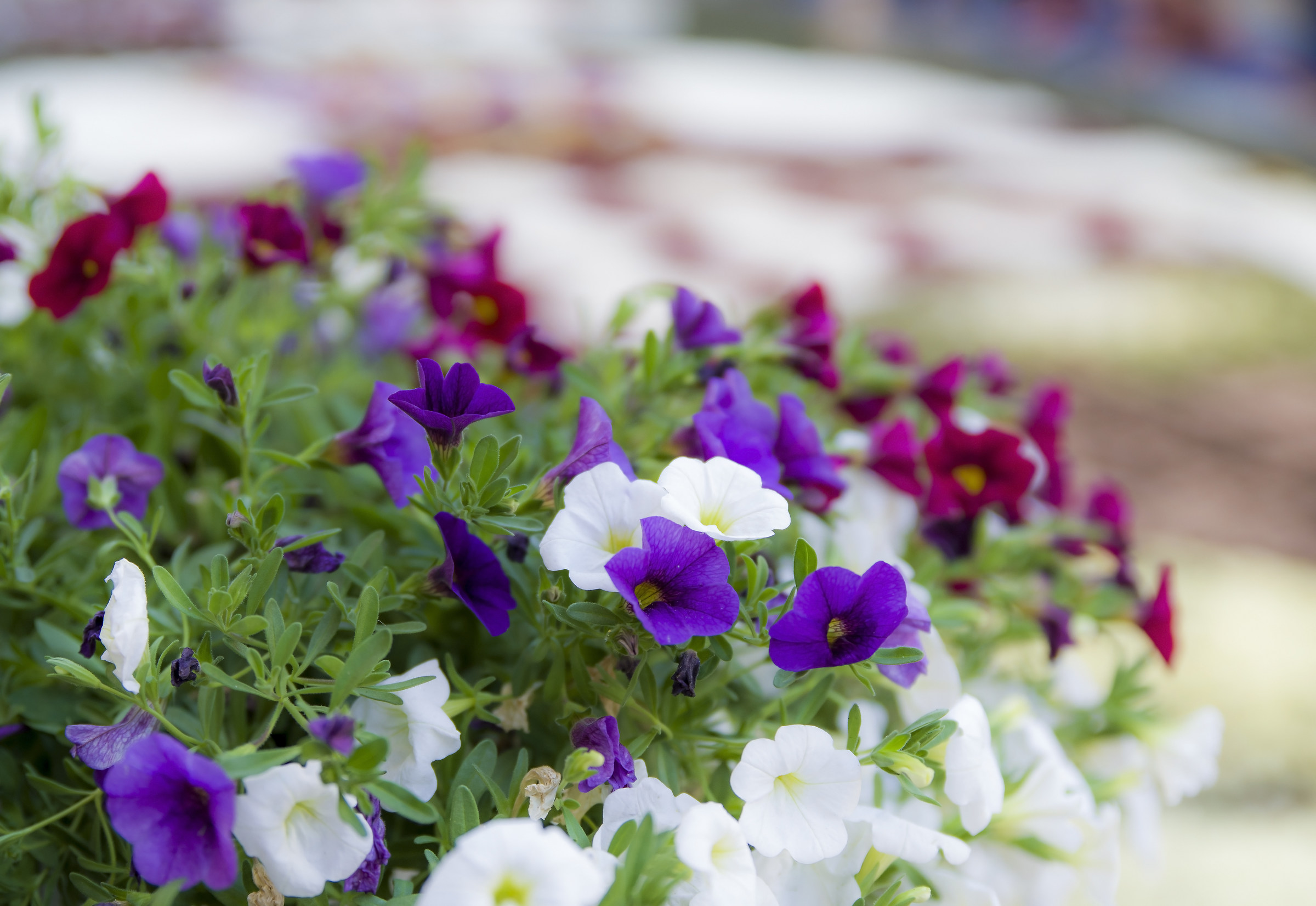 Infiorata - Noto (sr)