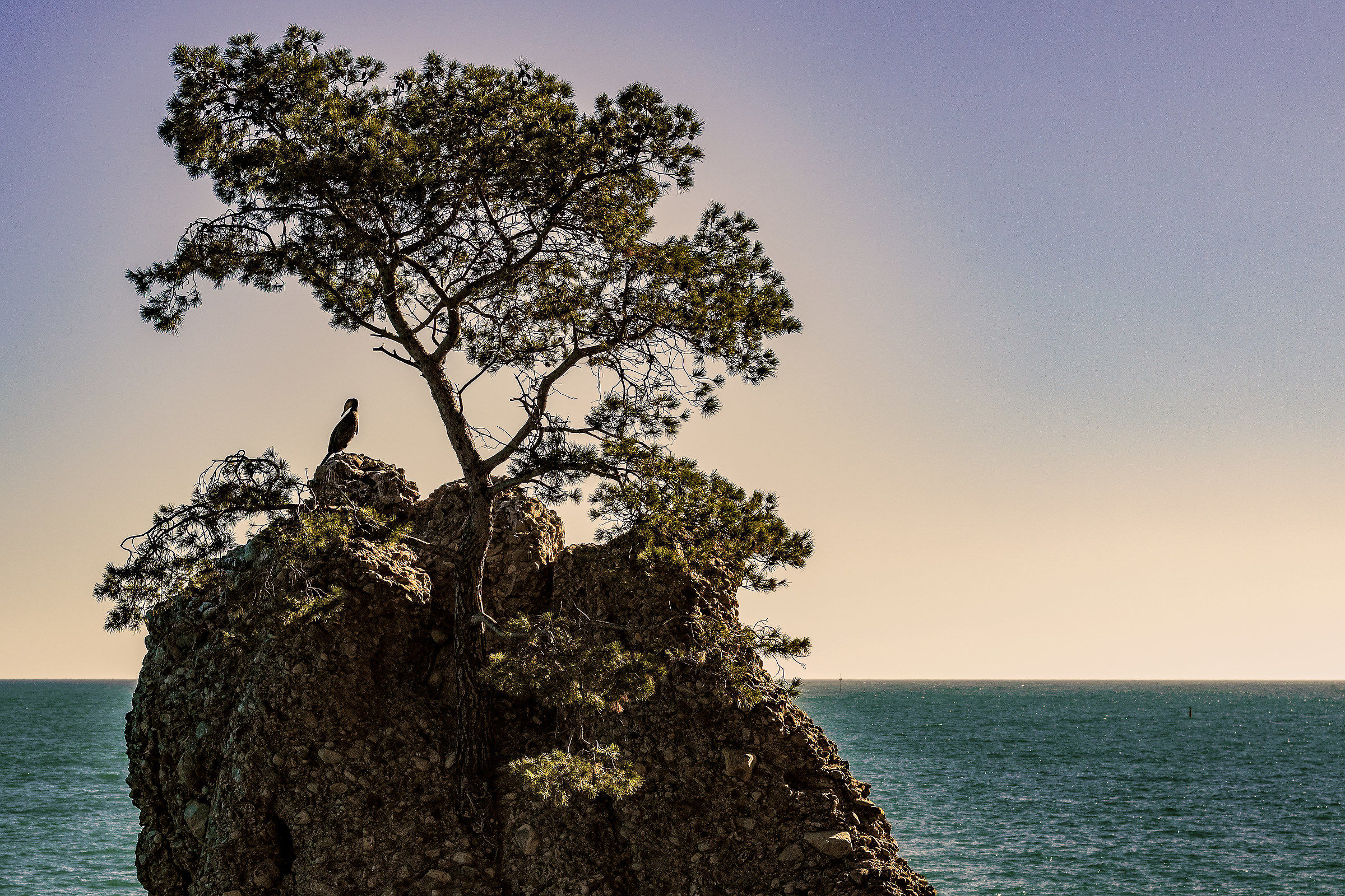 Il cormorano, il pino, il mare