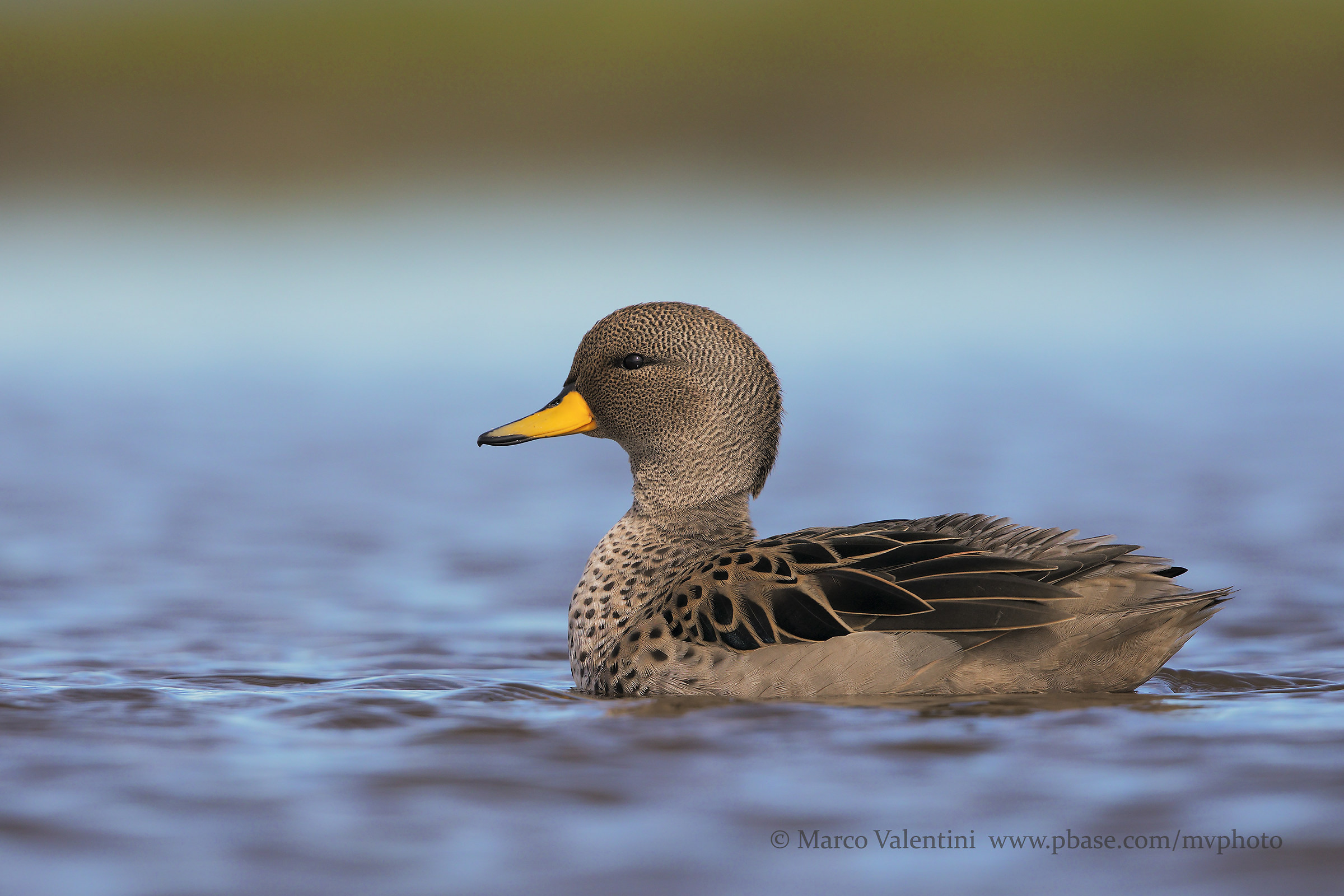 Yellow-billed teal