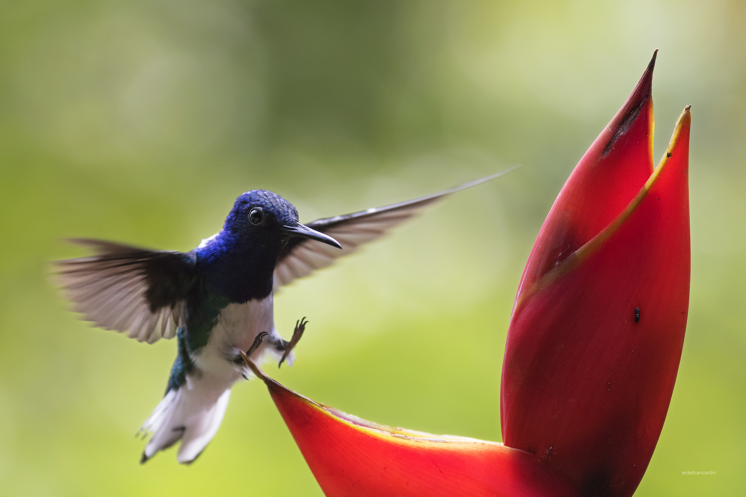 colibrí (White necked Jacobin)