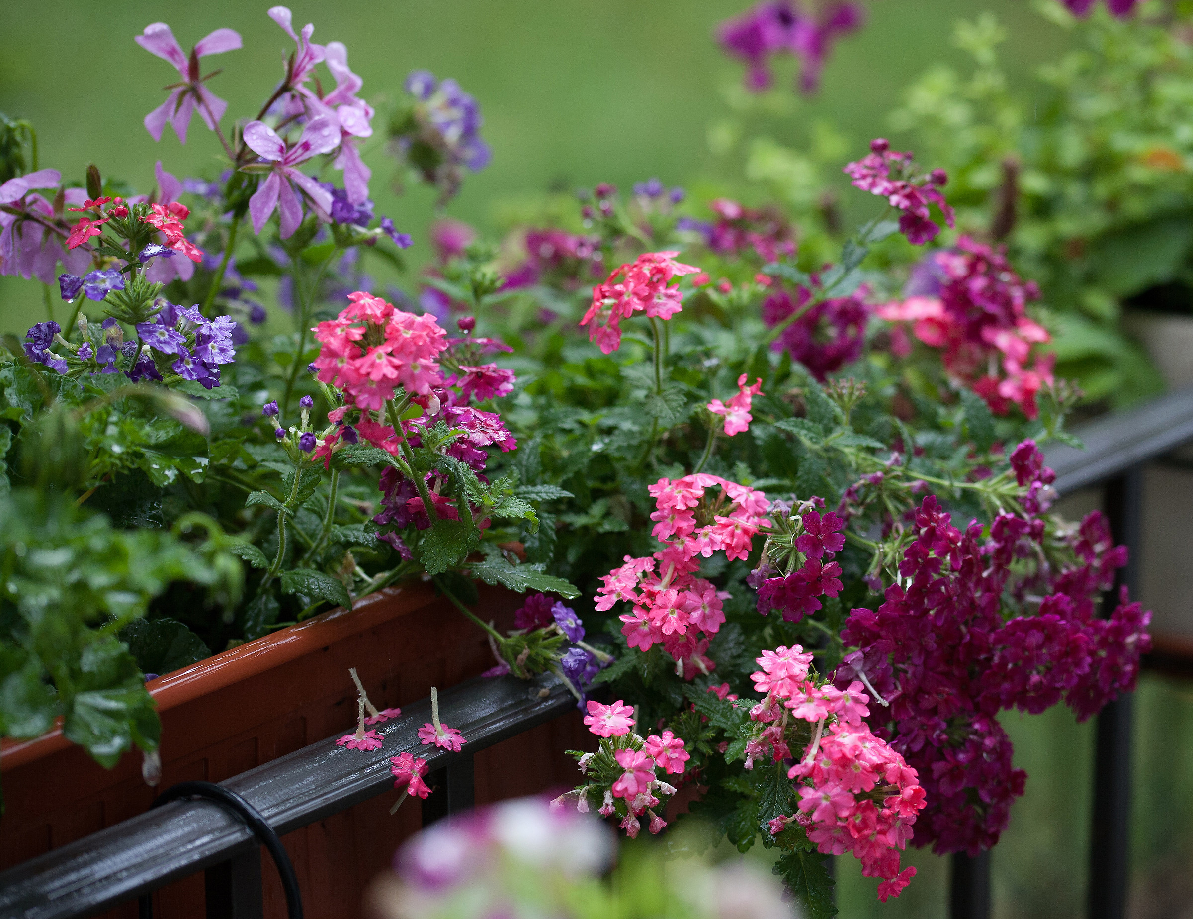 They were flowers and they are blooming