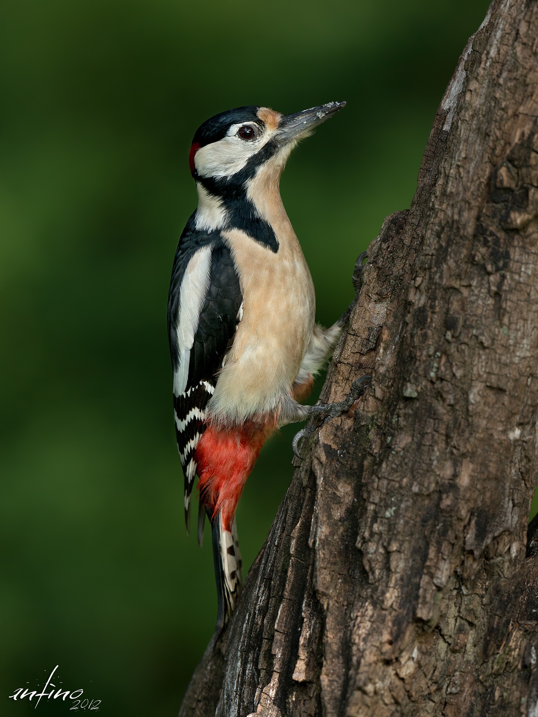 Picchio rosso maggiore