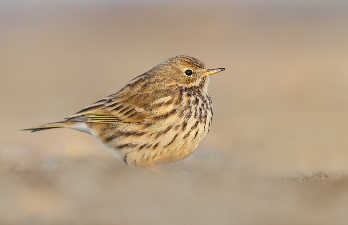 Pipit