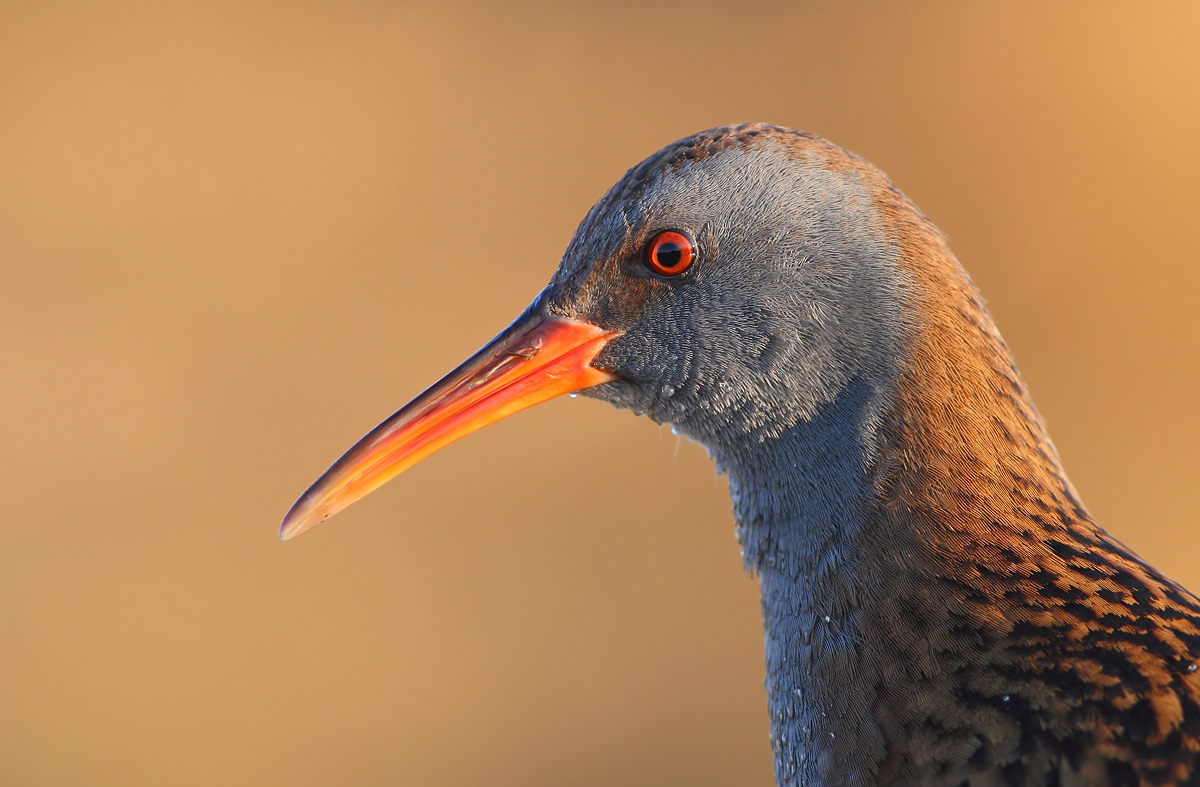 Water Rail