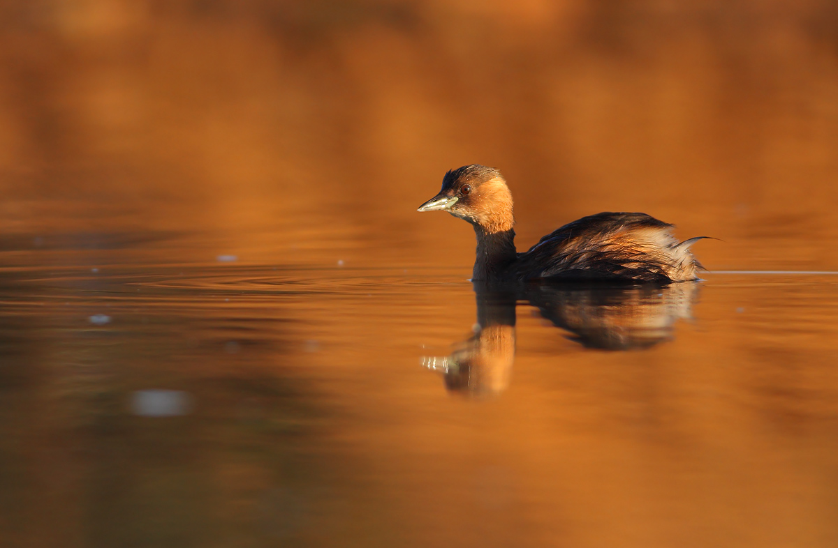 Little Grebe