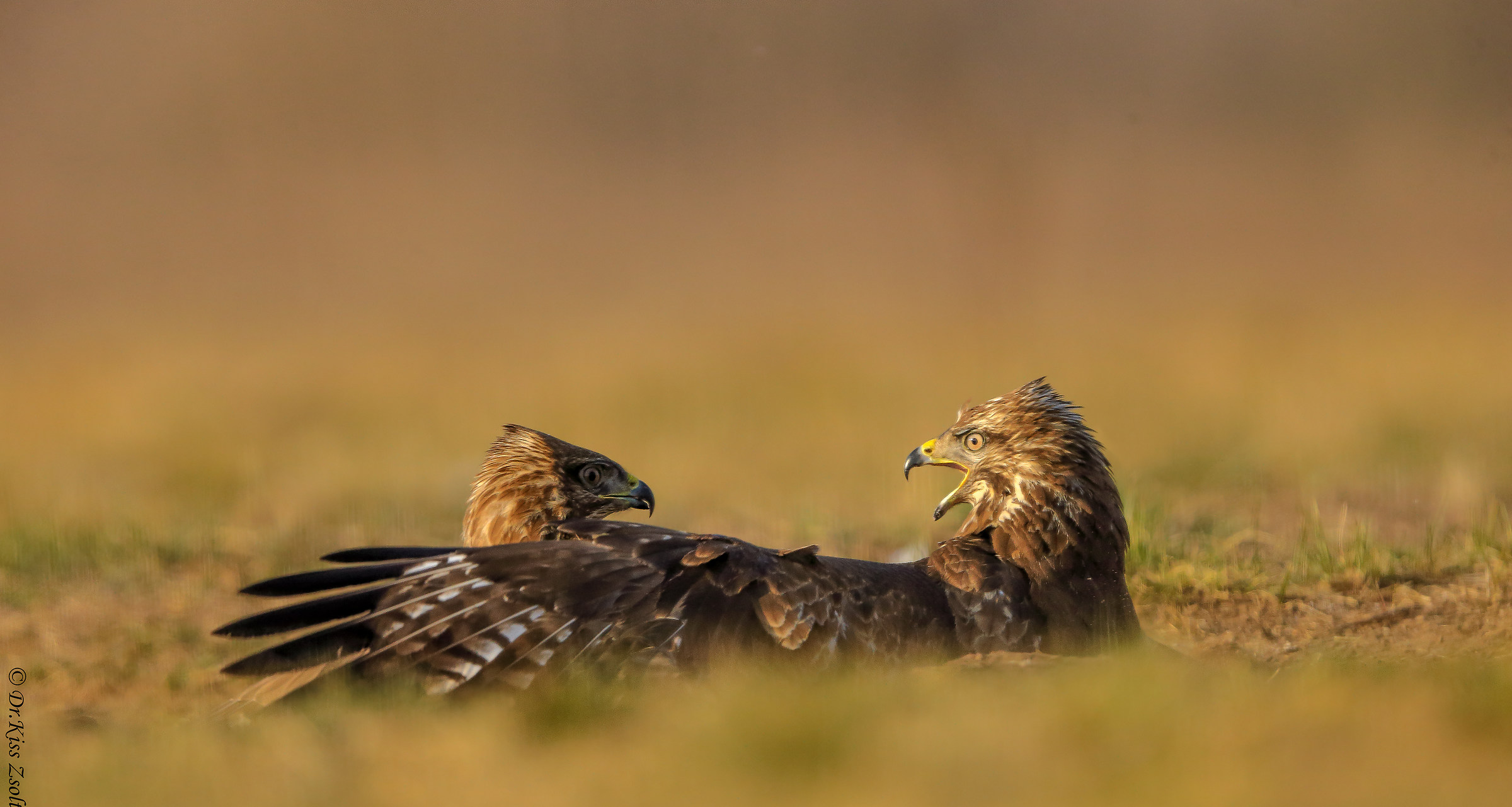 Combattere le poiane