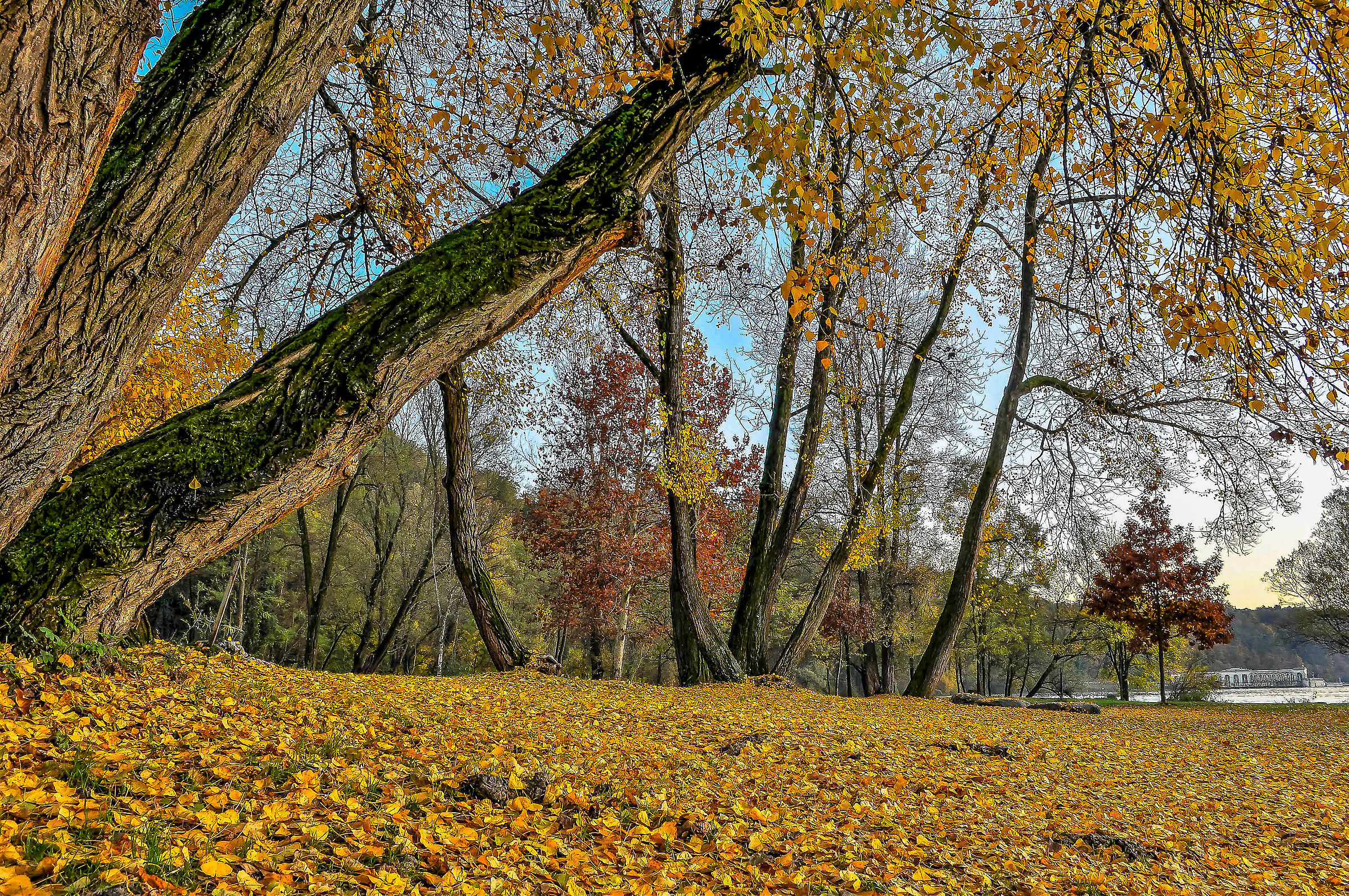 Autumn by the river