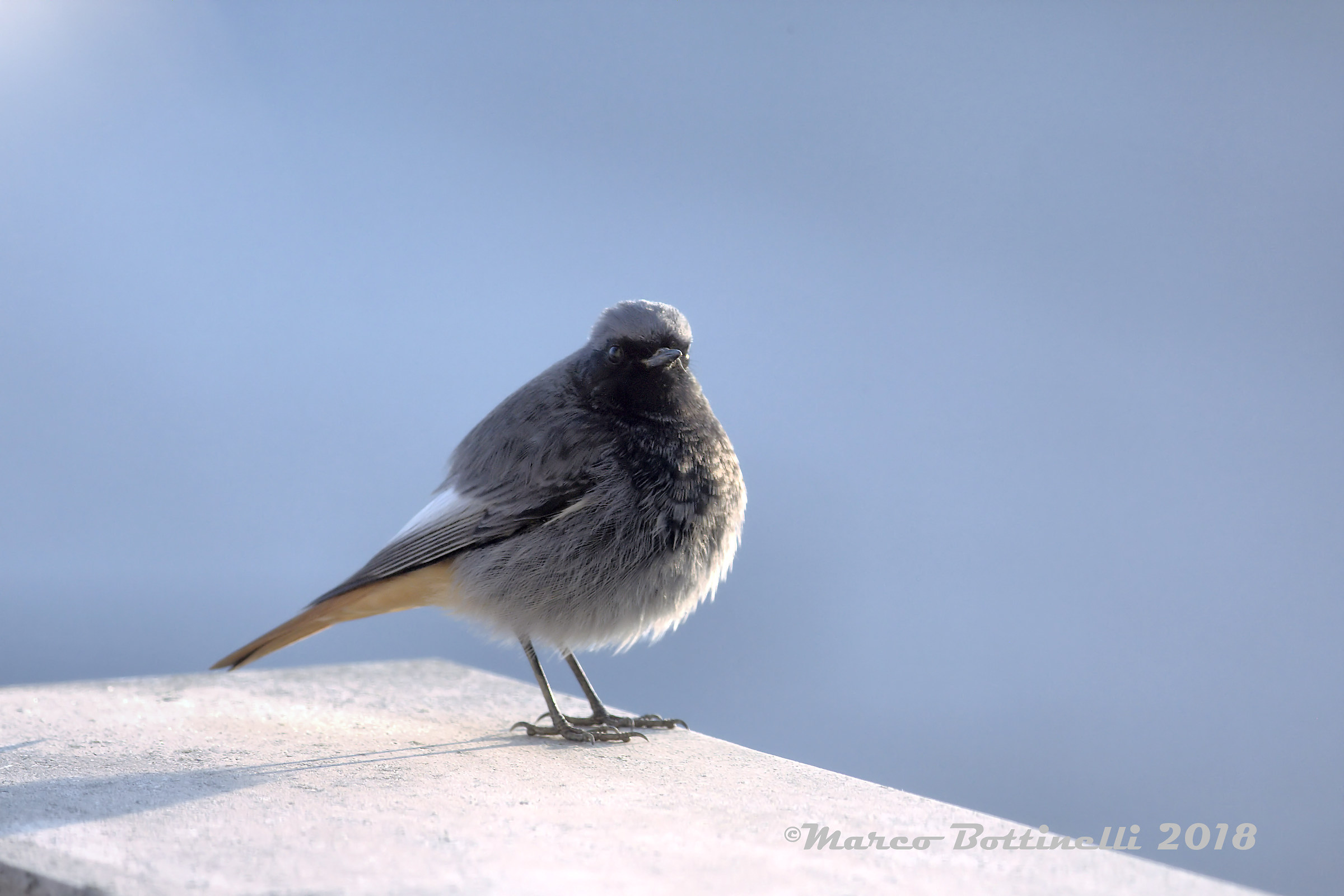 Redstart chimney sweep