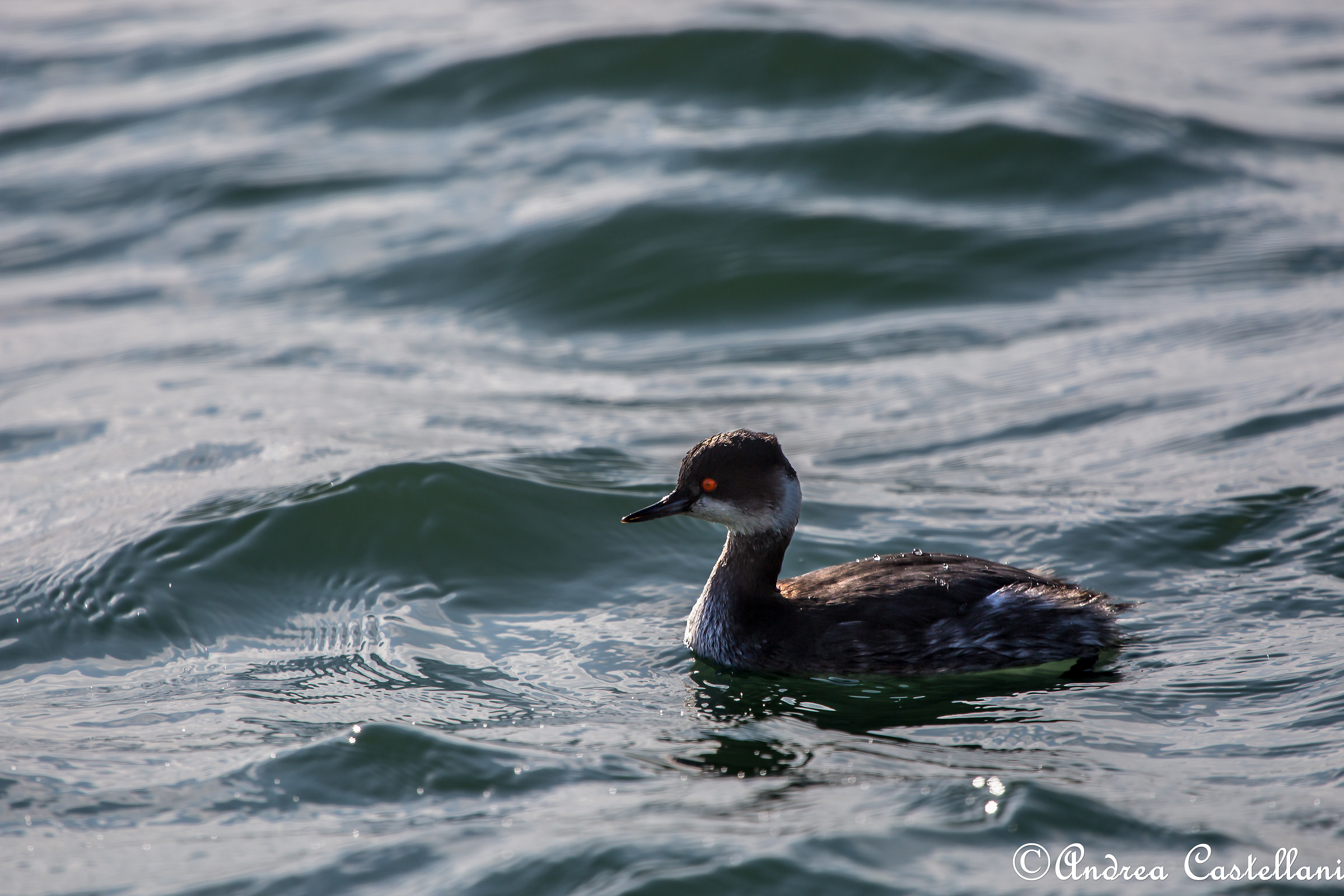 Small grebe