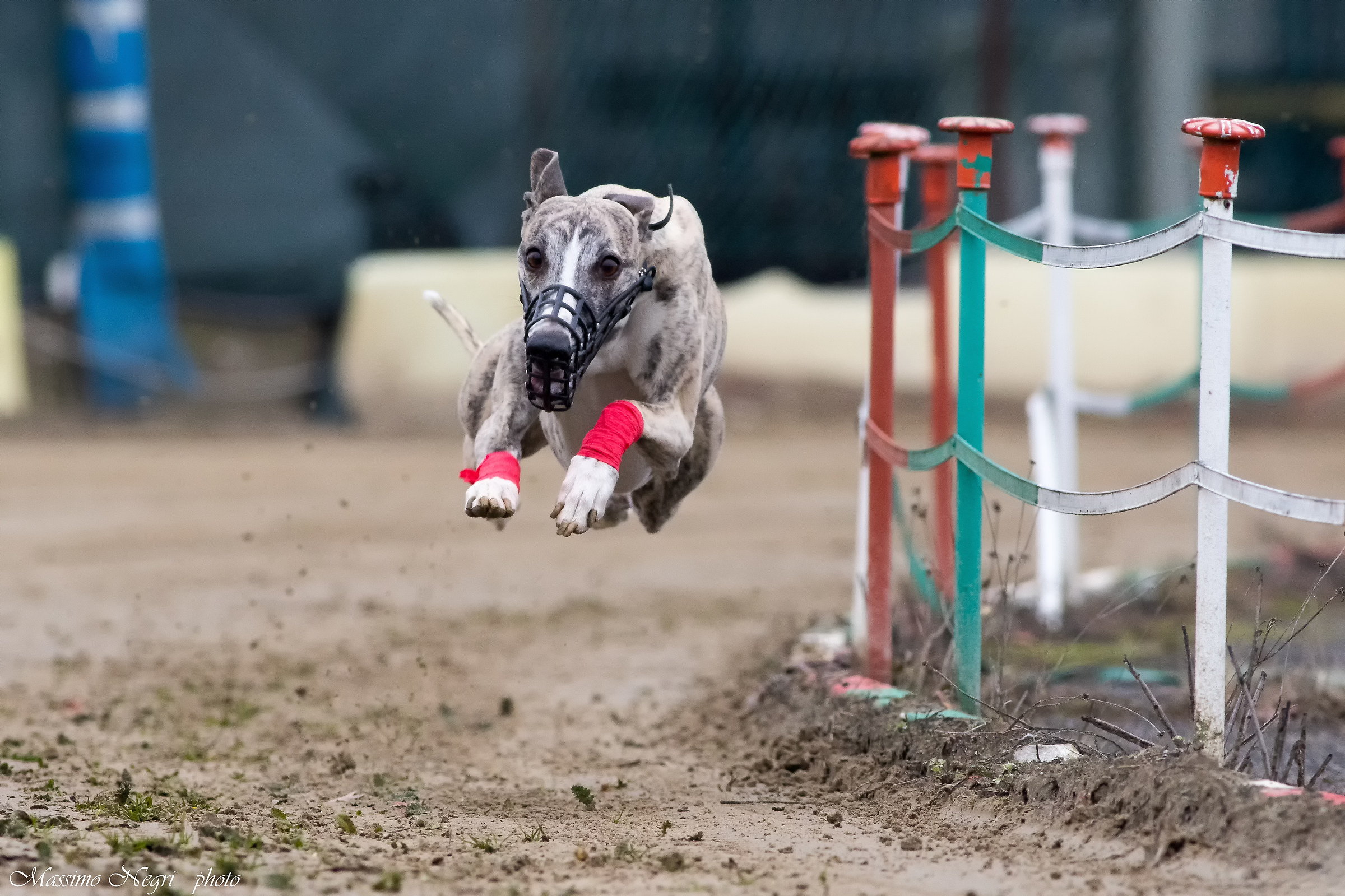 Greyhounds in training