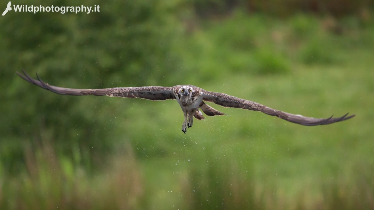Osprey in flight