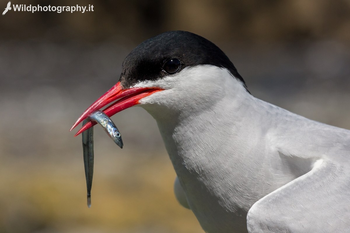 Tern with prey