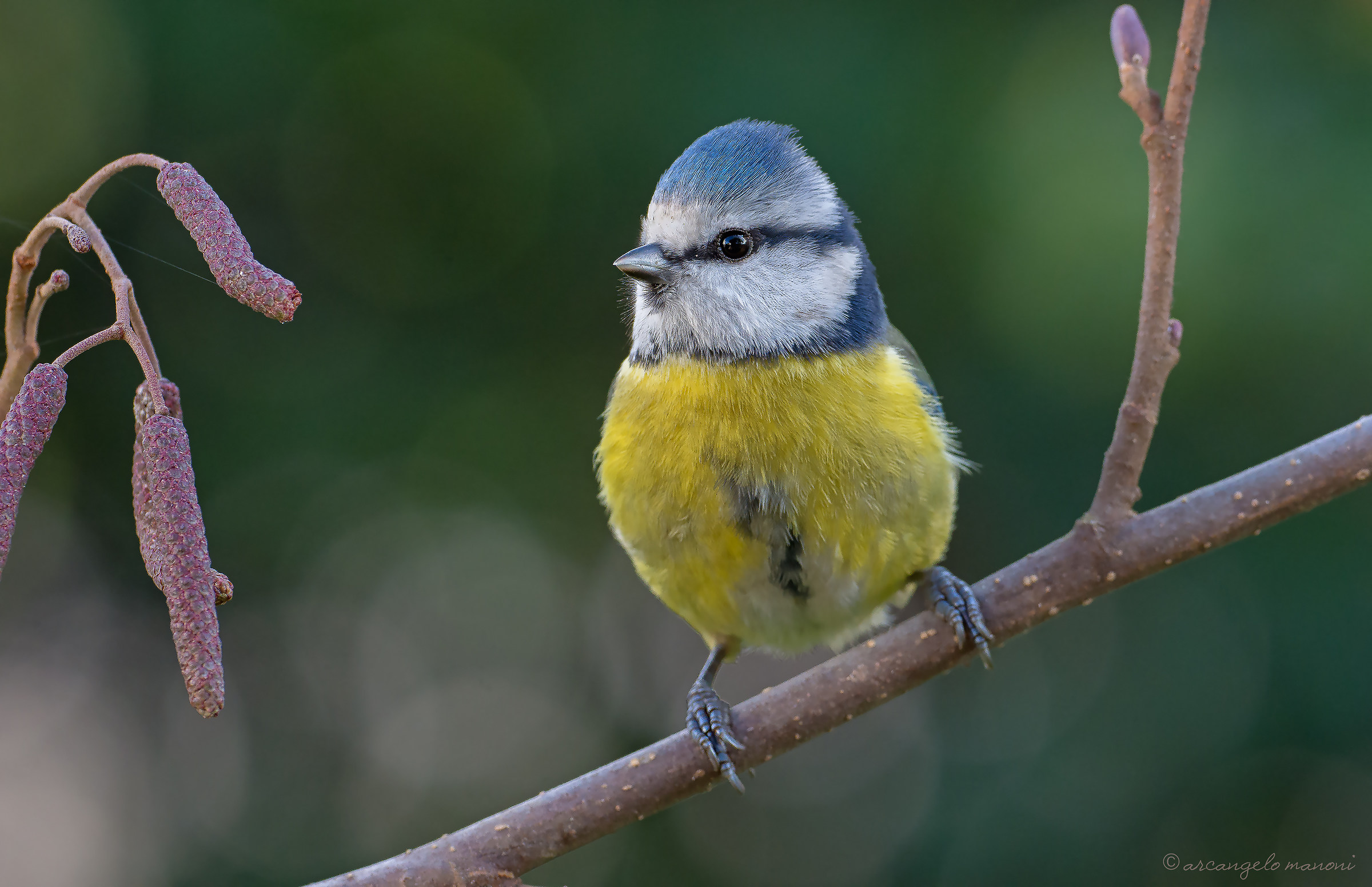 Blue tit