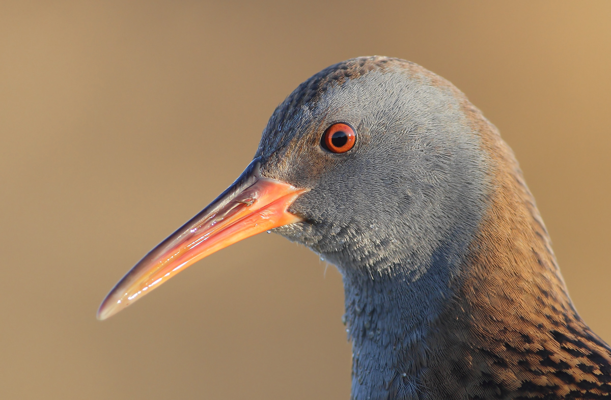 Water Rail