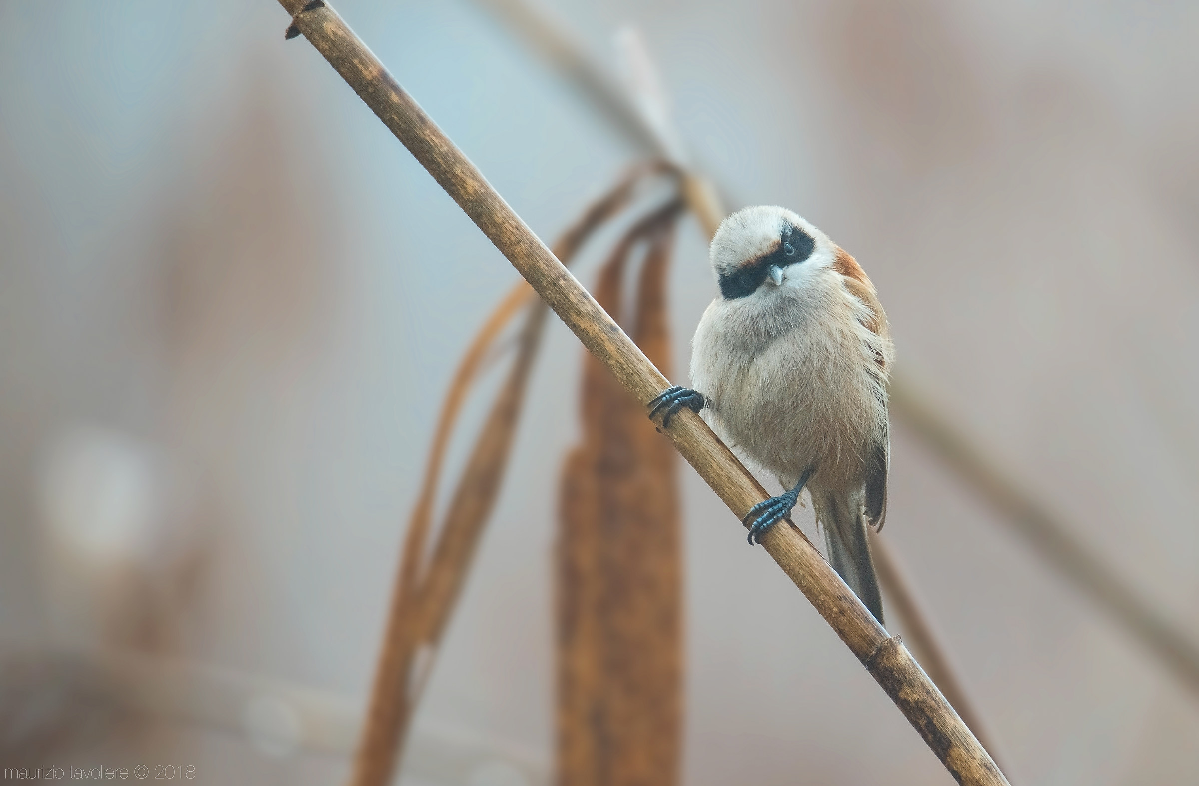 BatMan .. or Pendolino?