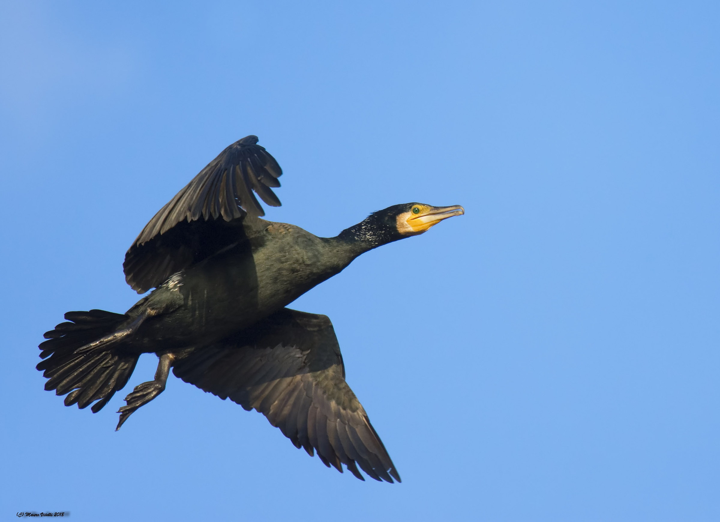 Cormorano (Phalacrocoracidae)