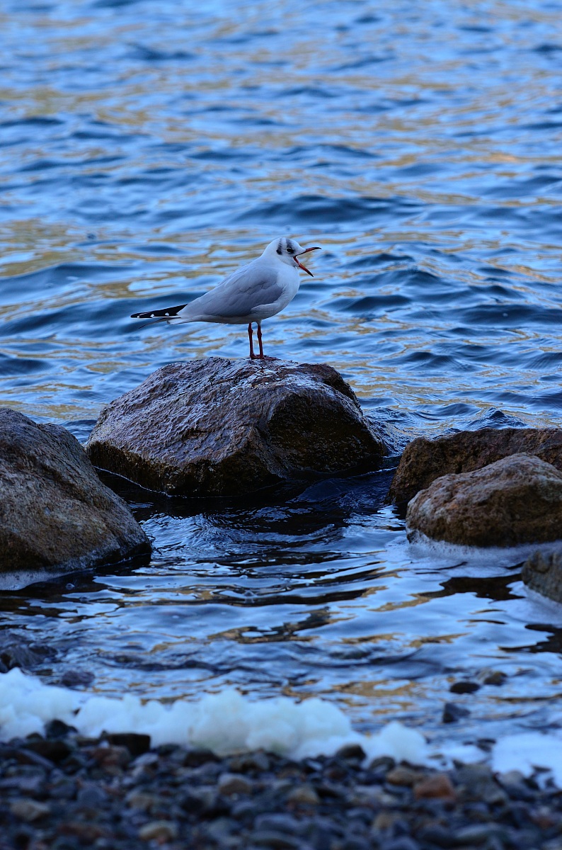 La natura e l'inquinamento