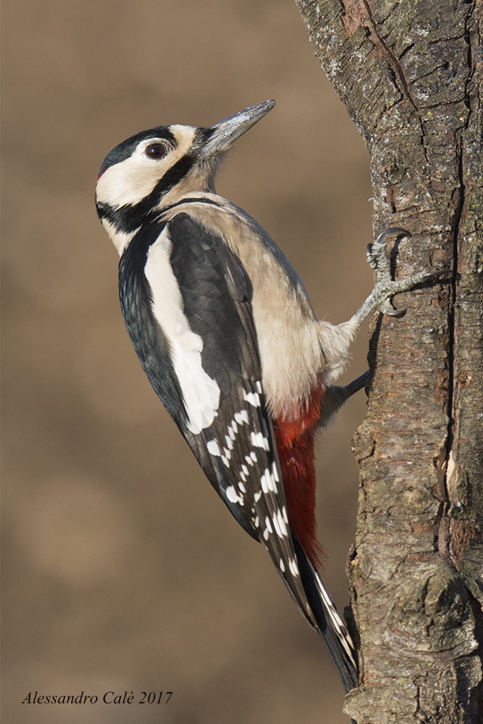 Dendrocopos major (Picchio rosso maggiore ) 7393