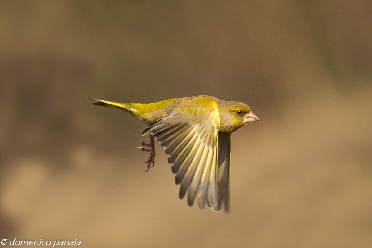 volo via
