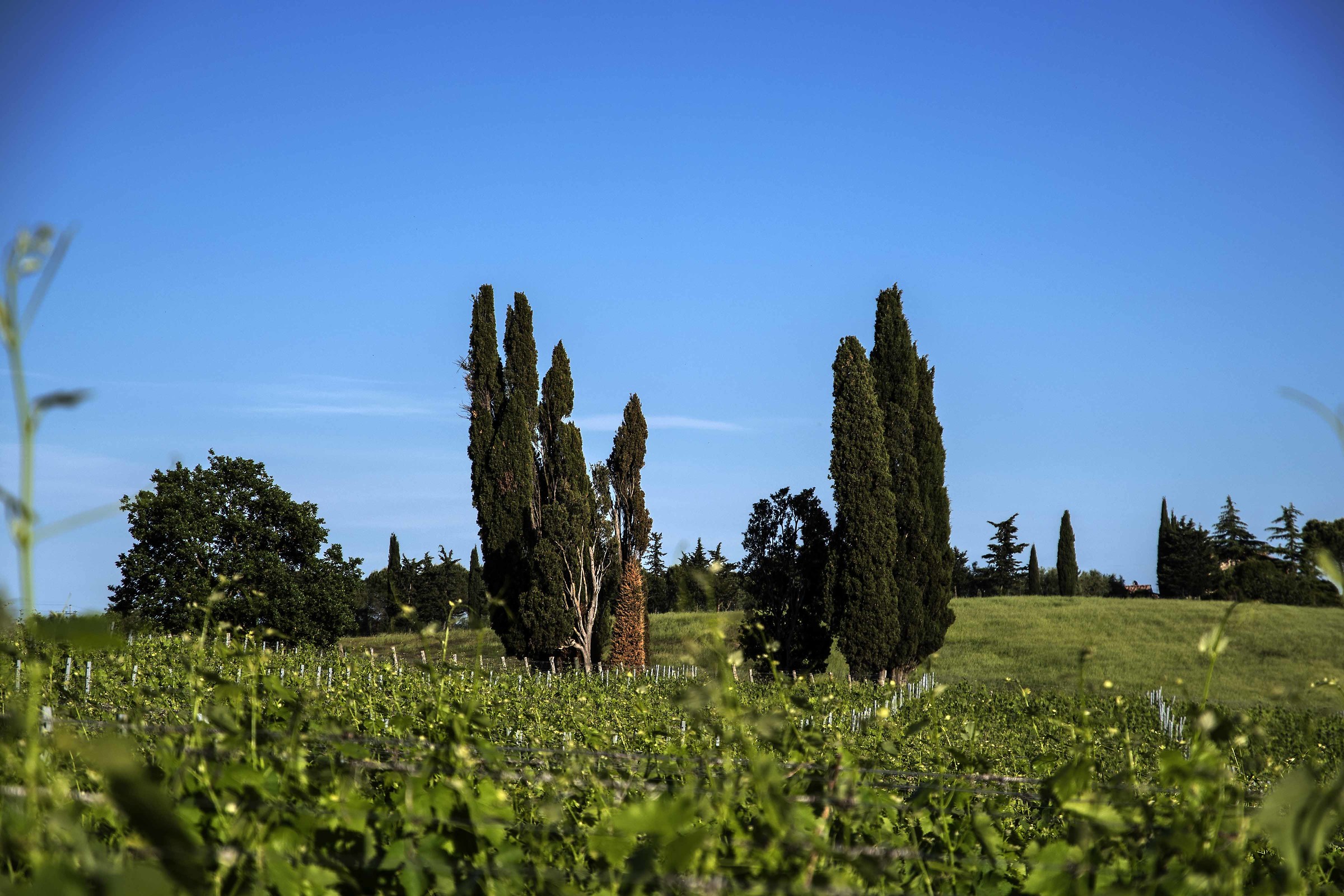 The cypresses of S. Leonino