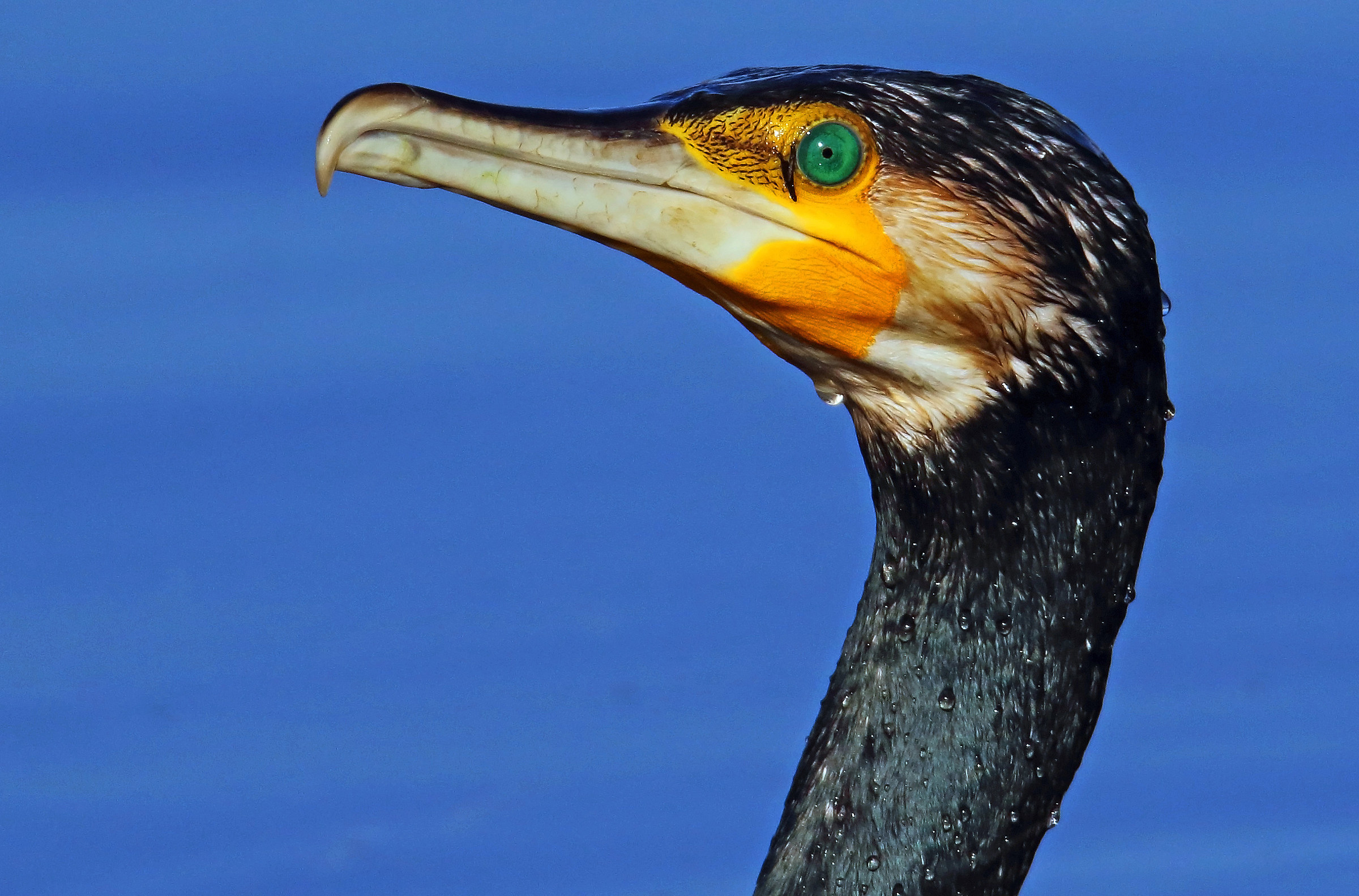 Cormorano