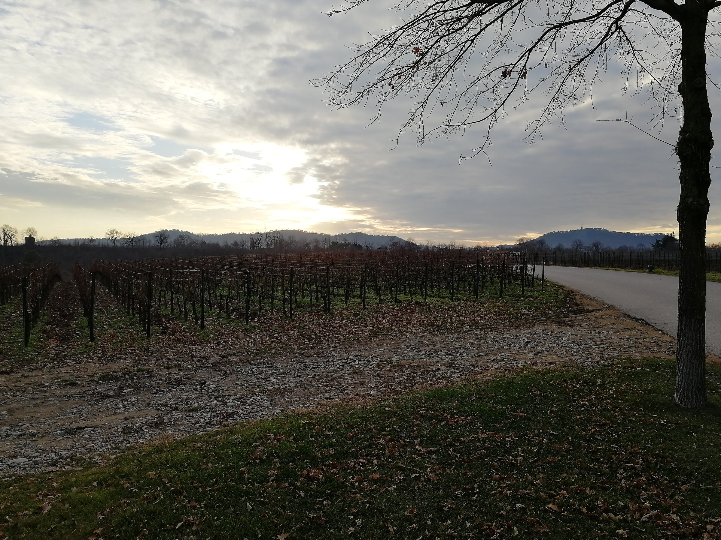 Sunset in the vineyards