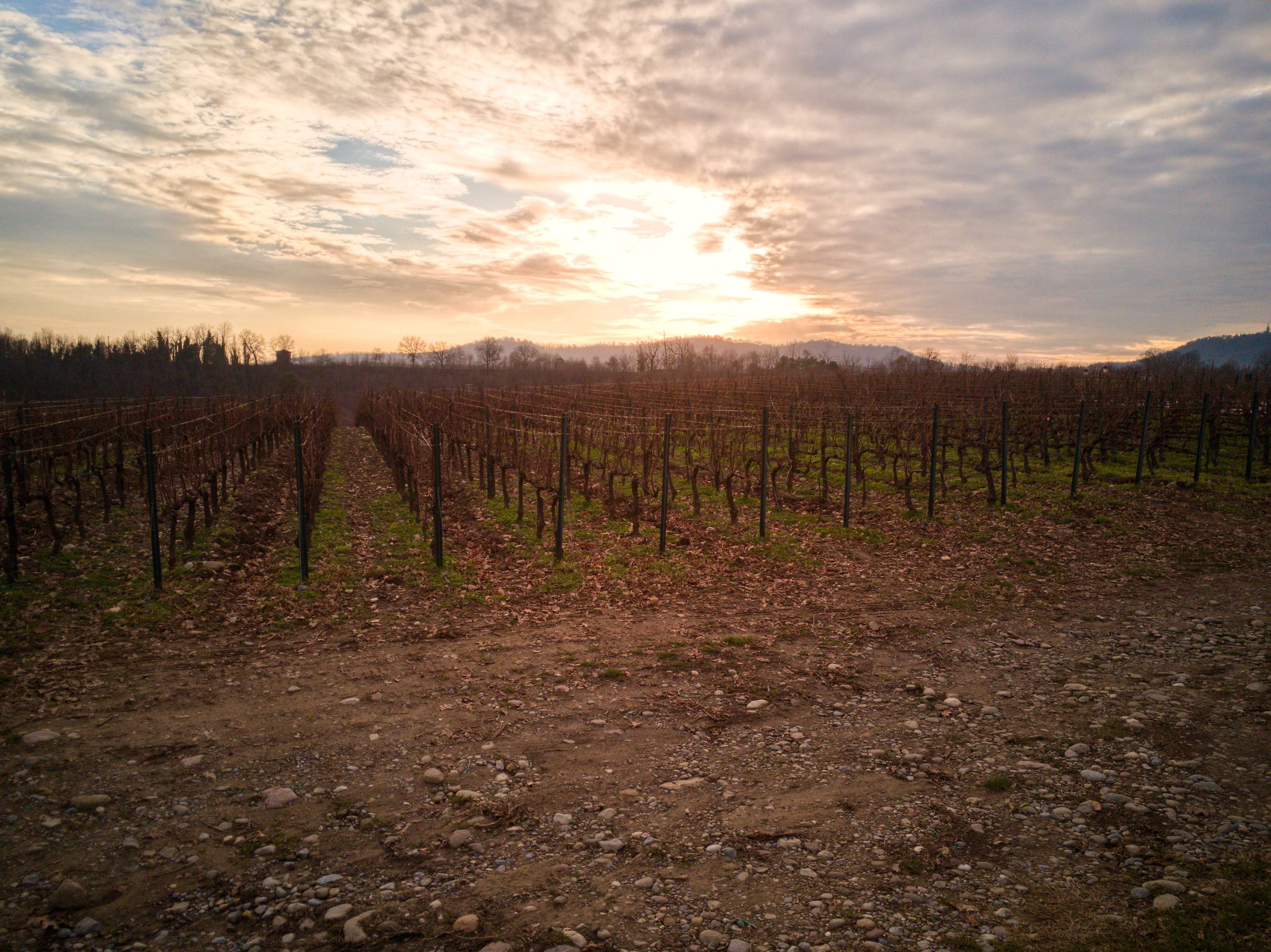 Sunset in the vineyards