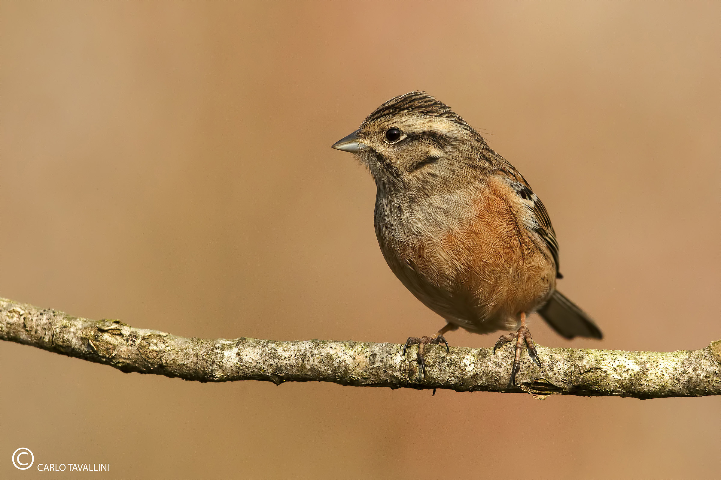 Meadow bunting