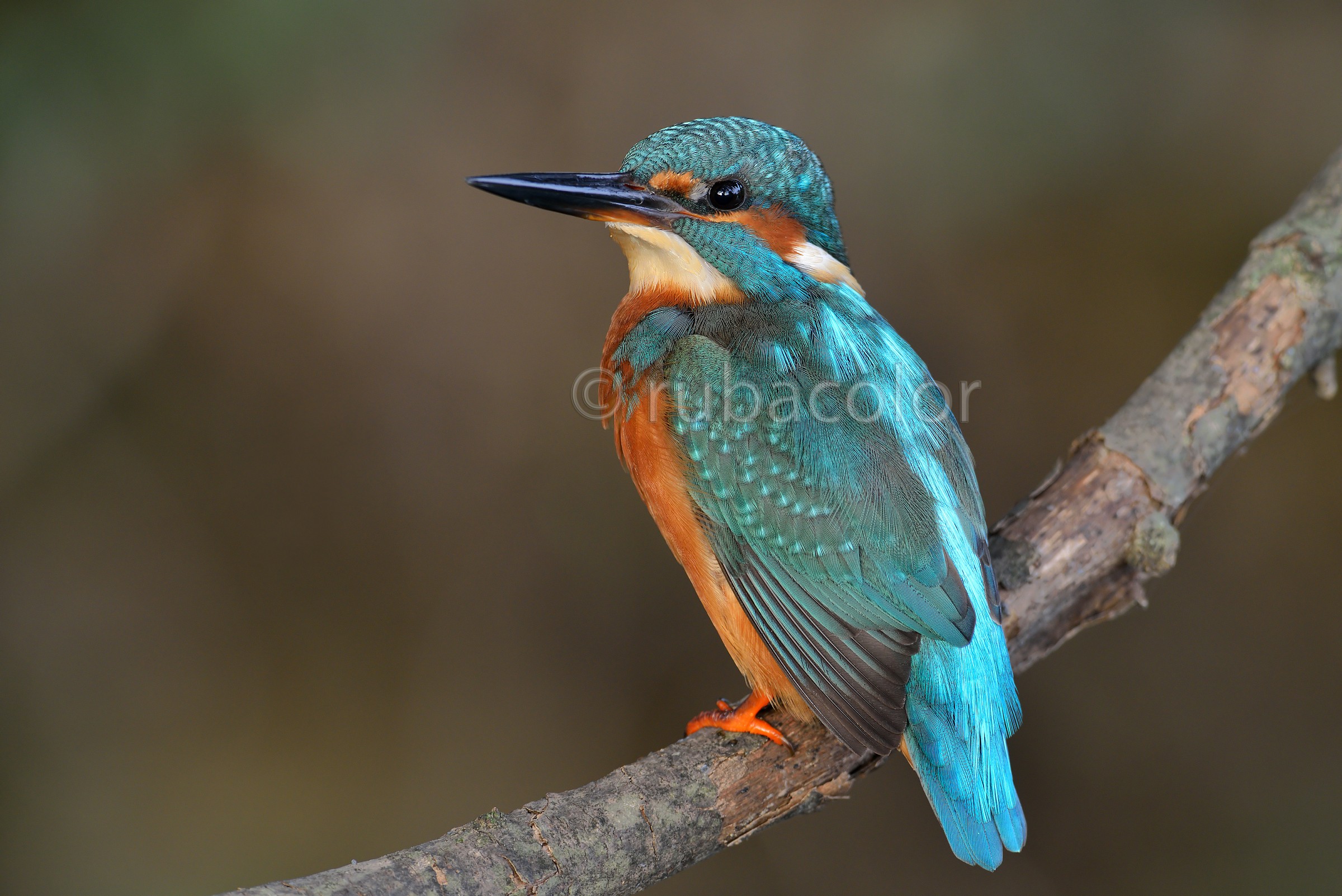 Un quarantesimo per la martina