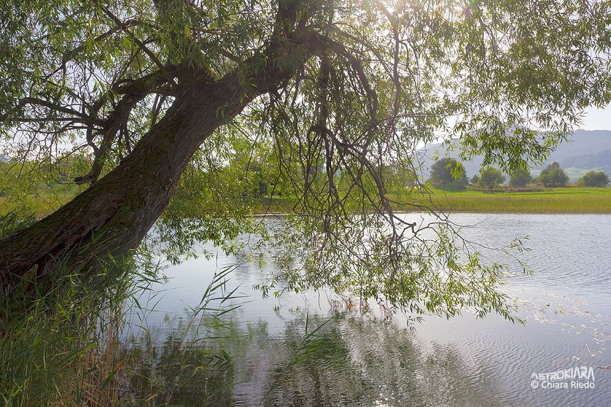 L'inchino del salice