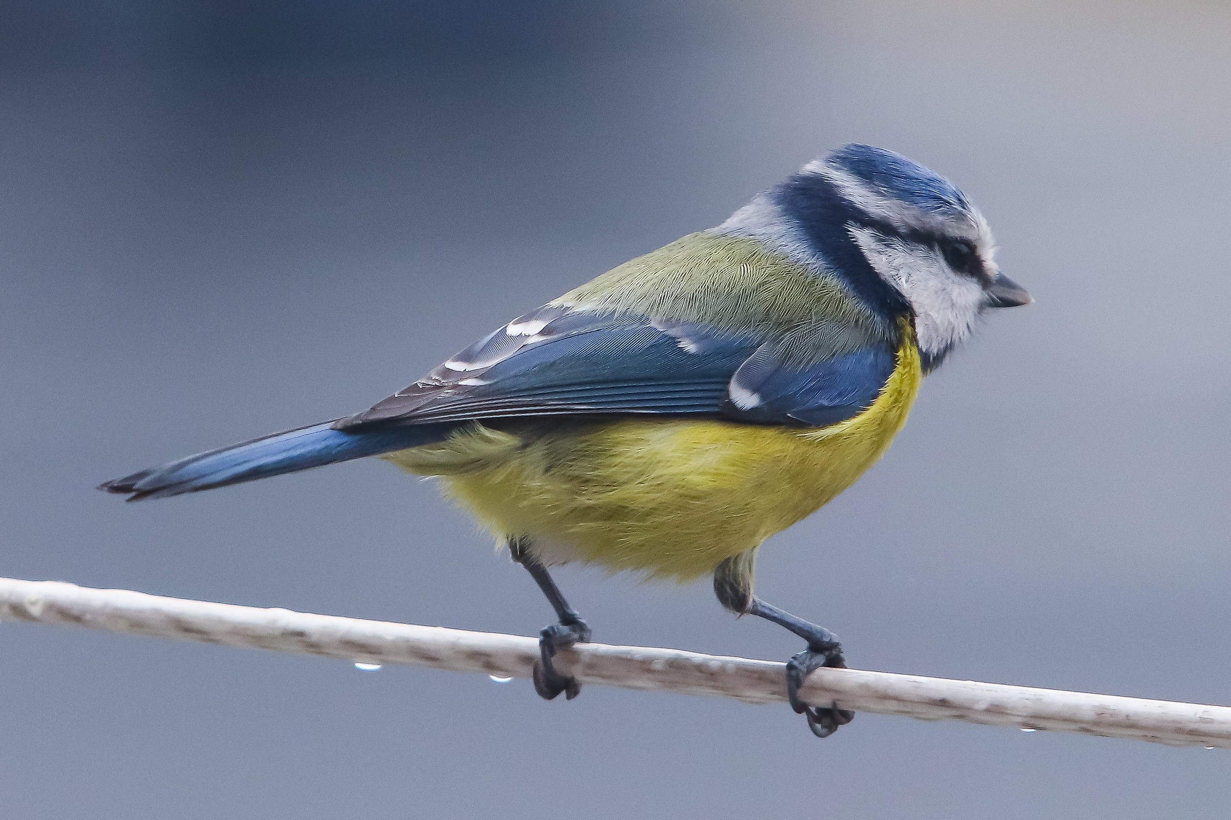 Cinciarella sul mio terrazzo