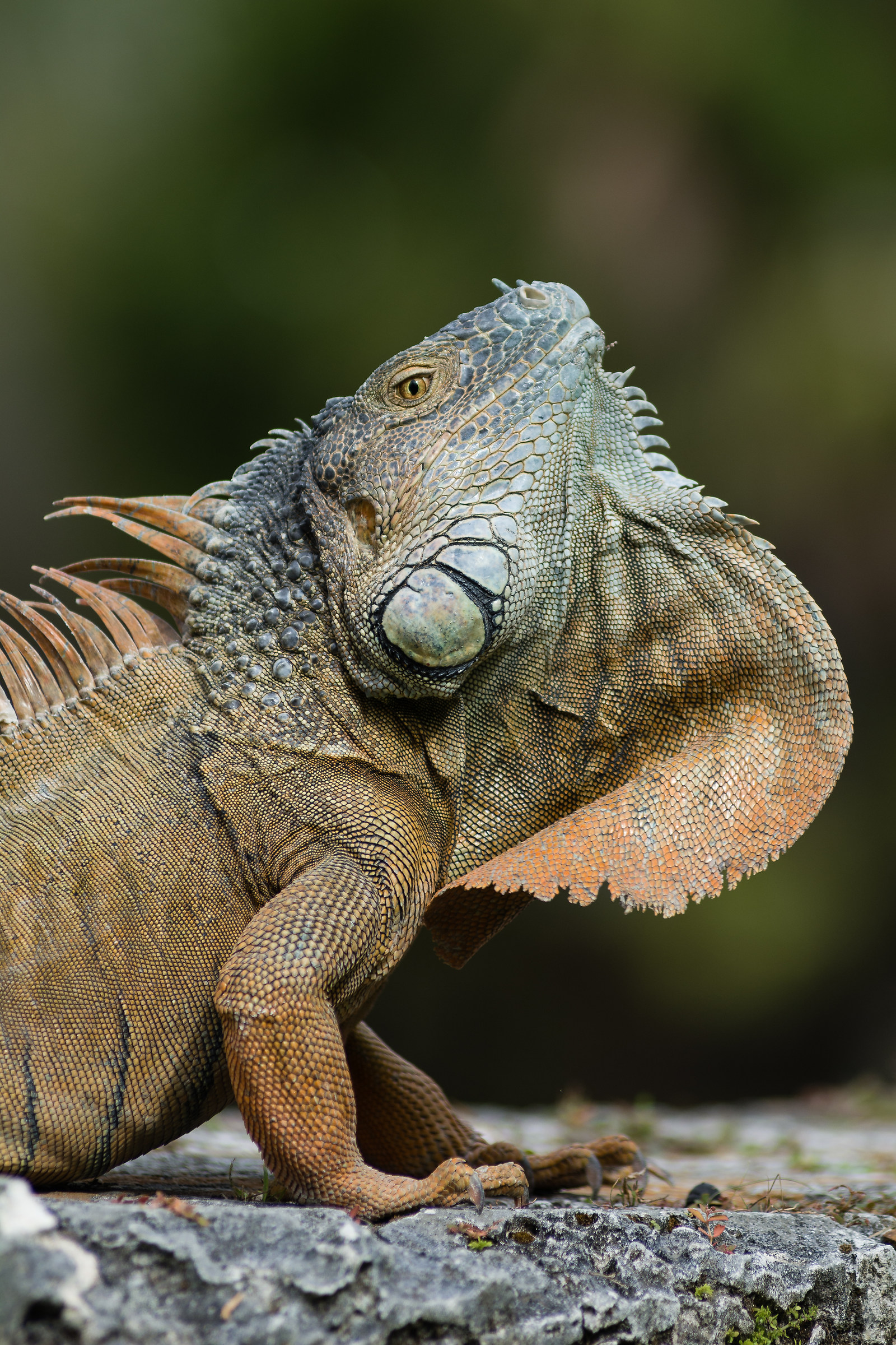 Portrait of Iguana