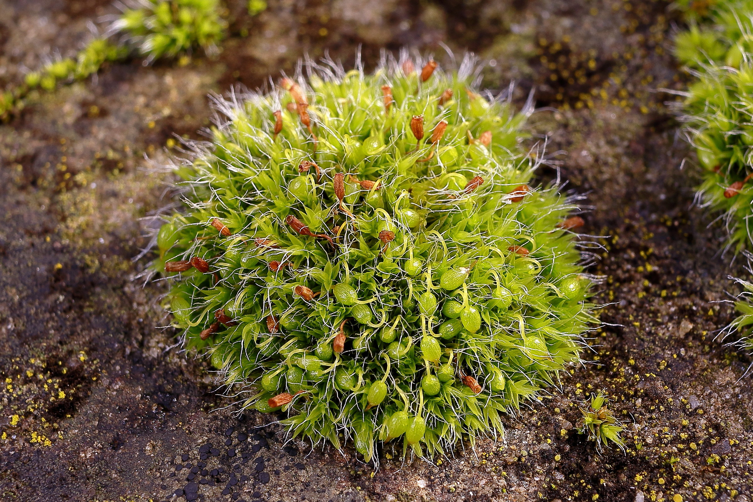 Mosses anticipate spring