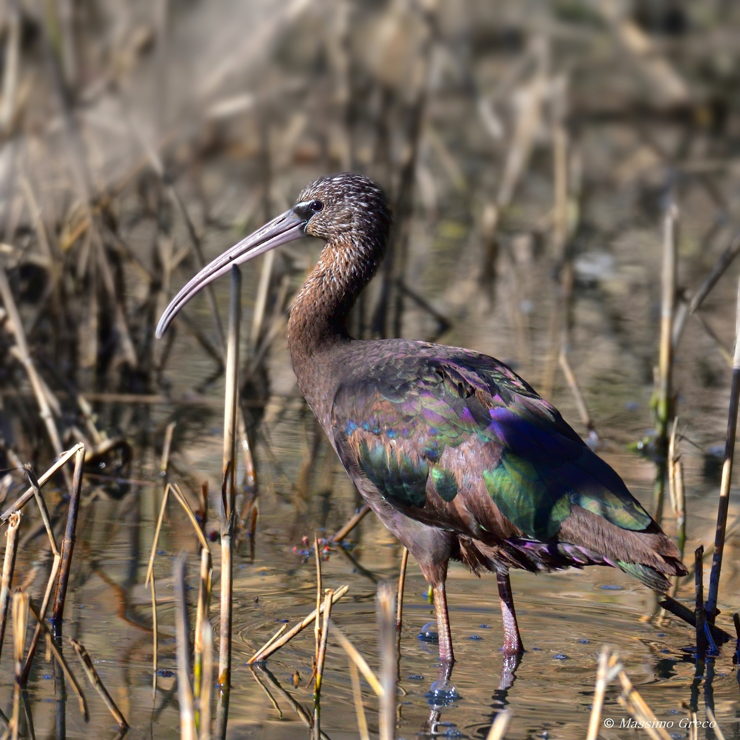 Mignattaio (Plegadis falcinellus)