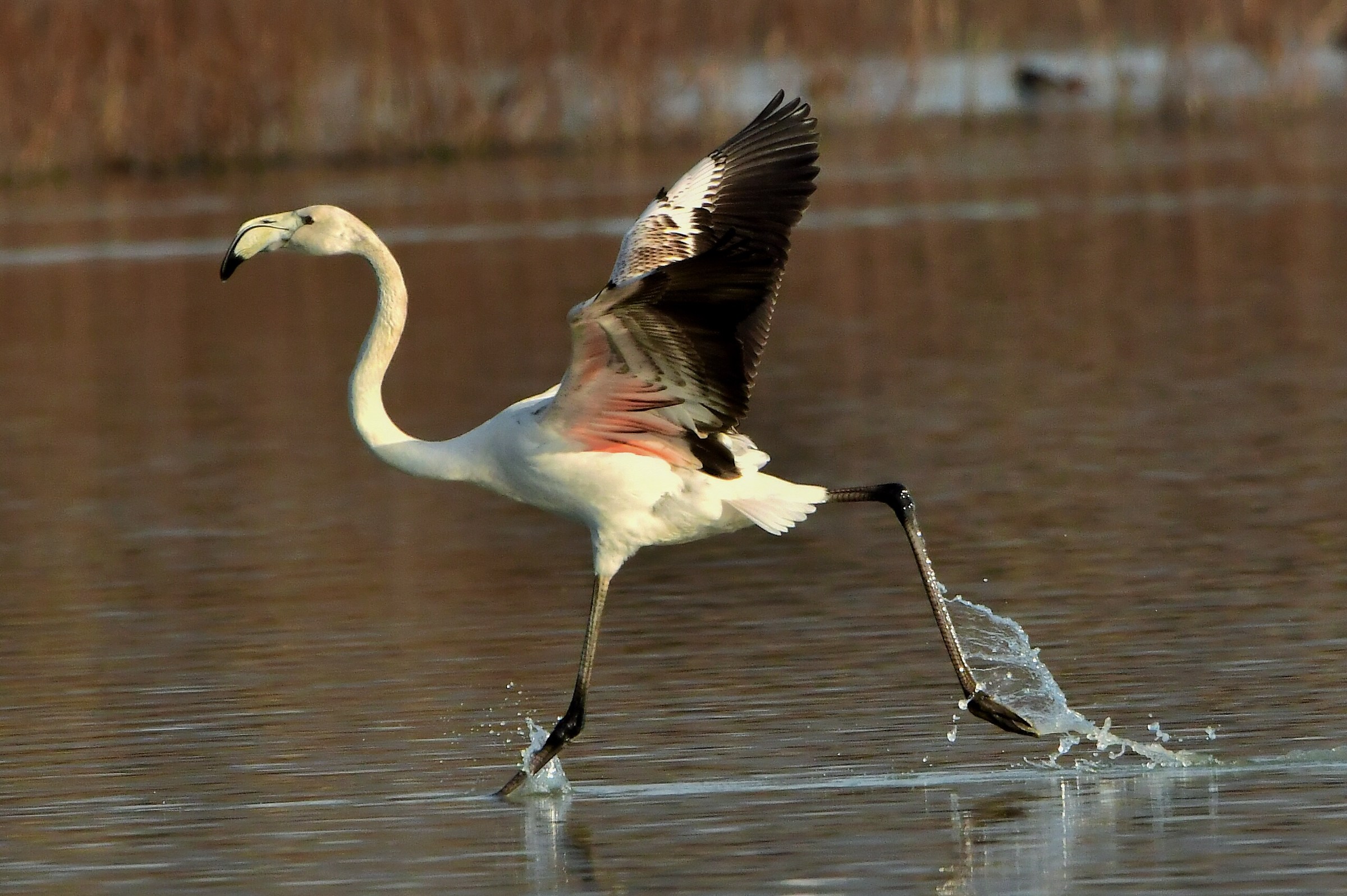 Carl Lewis (pink flamingo)