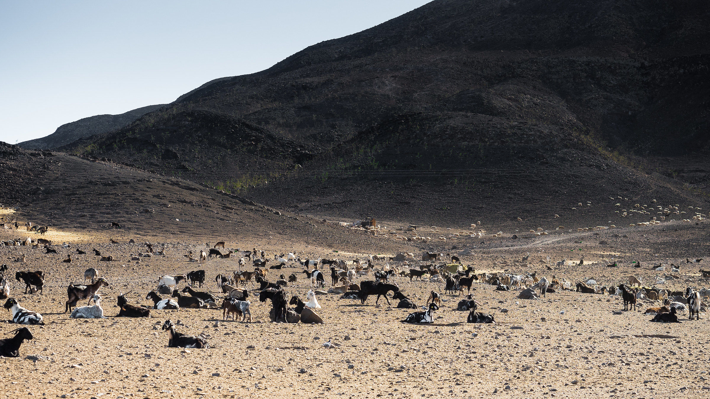 se non si ha sonno.. contiamo!