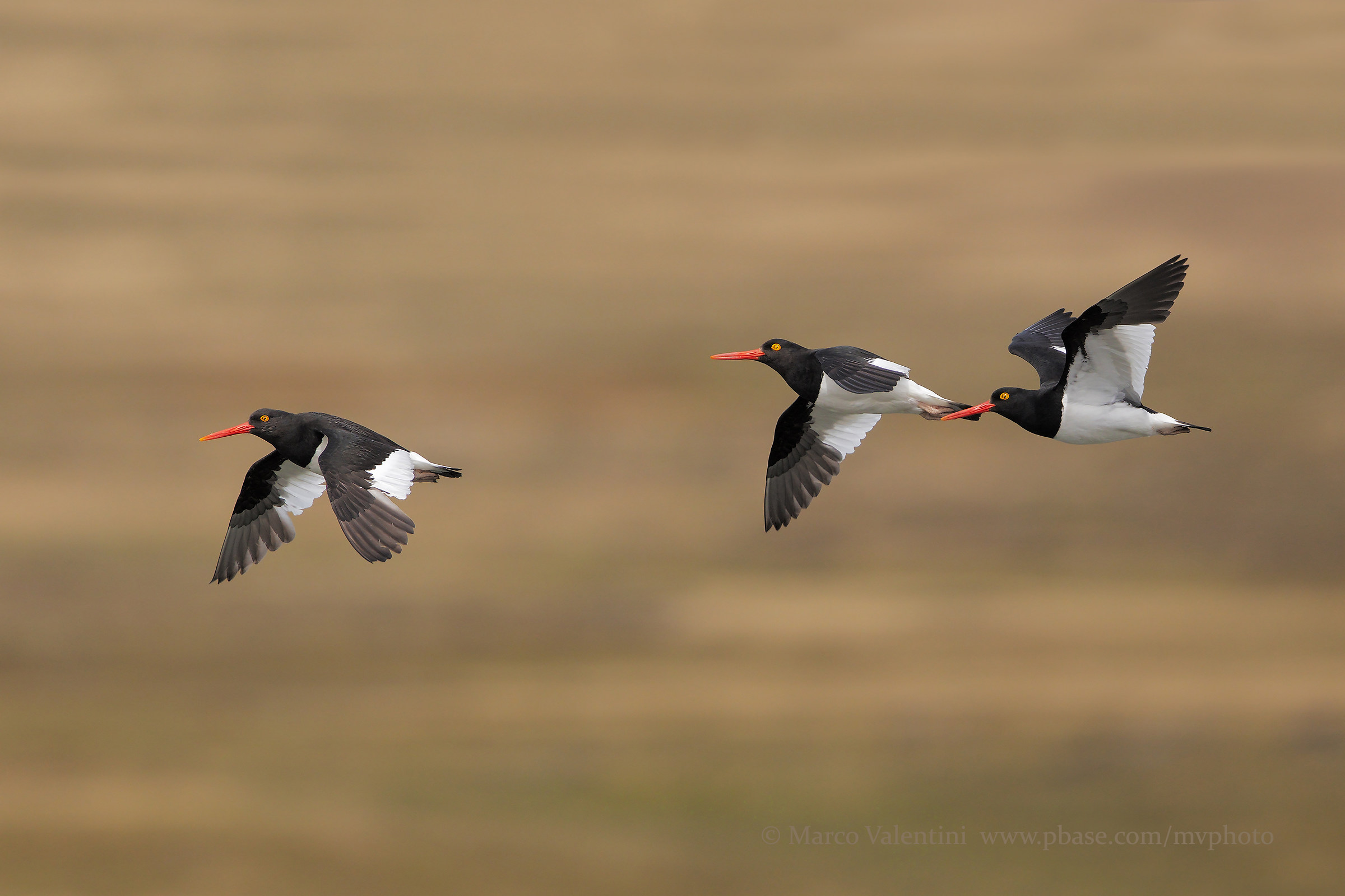 Woodcutters of Magellan