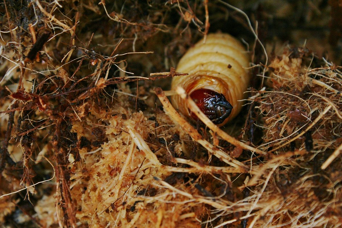 Larva di punteruolo rosso durante il pasto