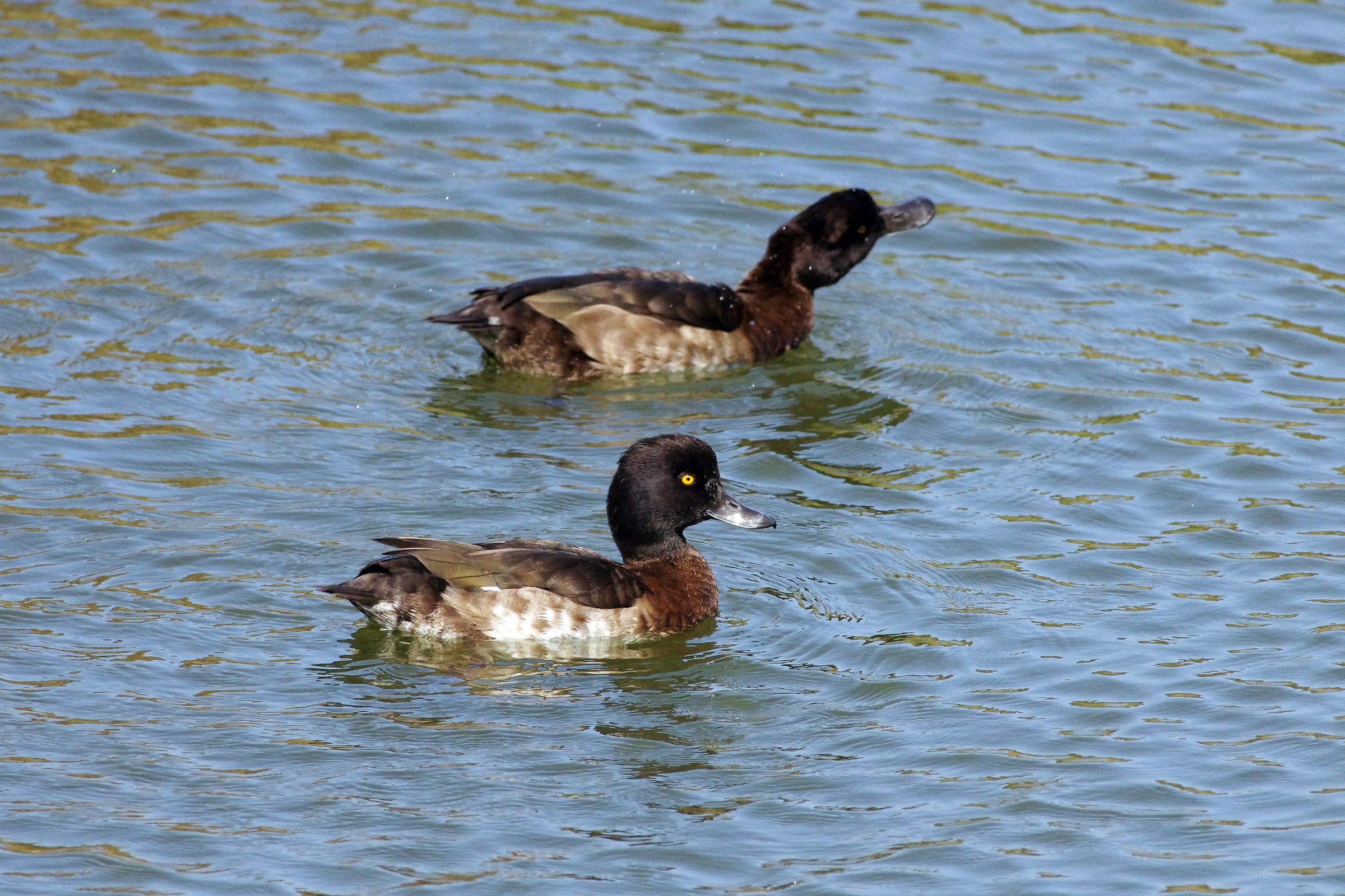 Tufted Duck