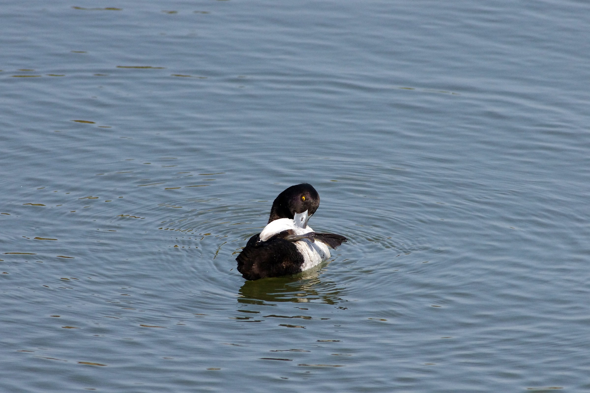 Tufted Duck