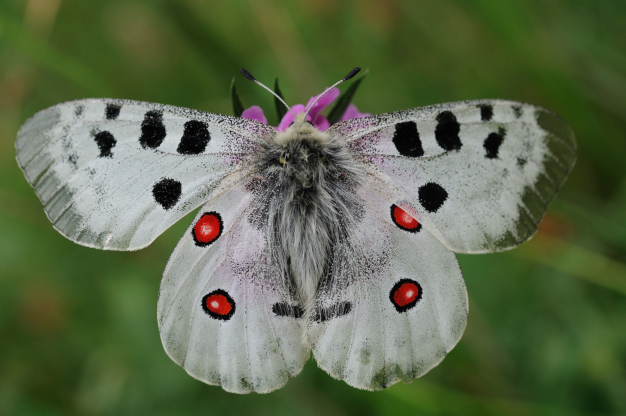 Parnassius apollo