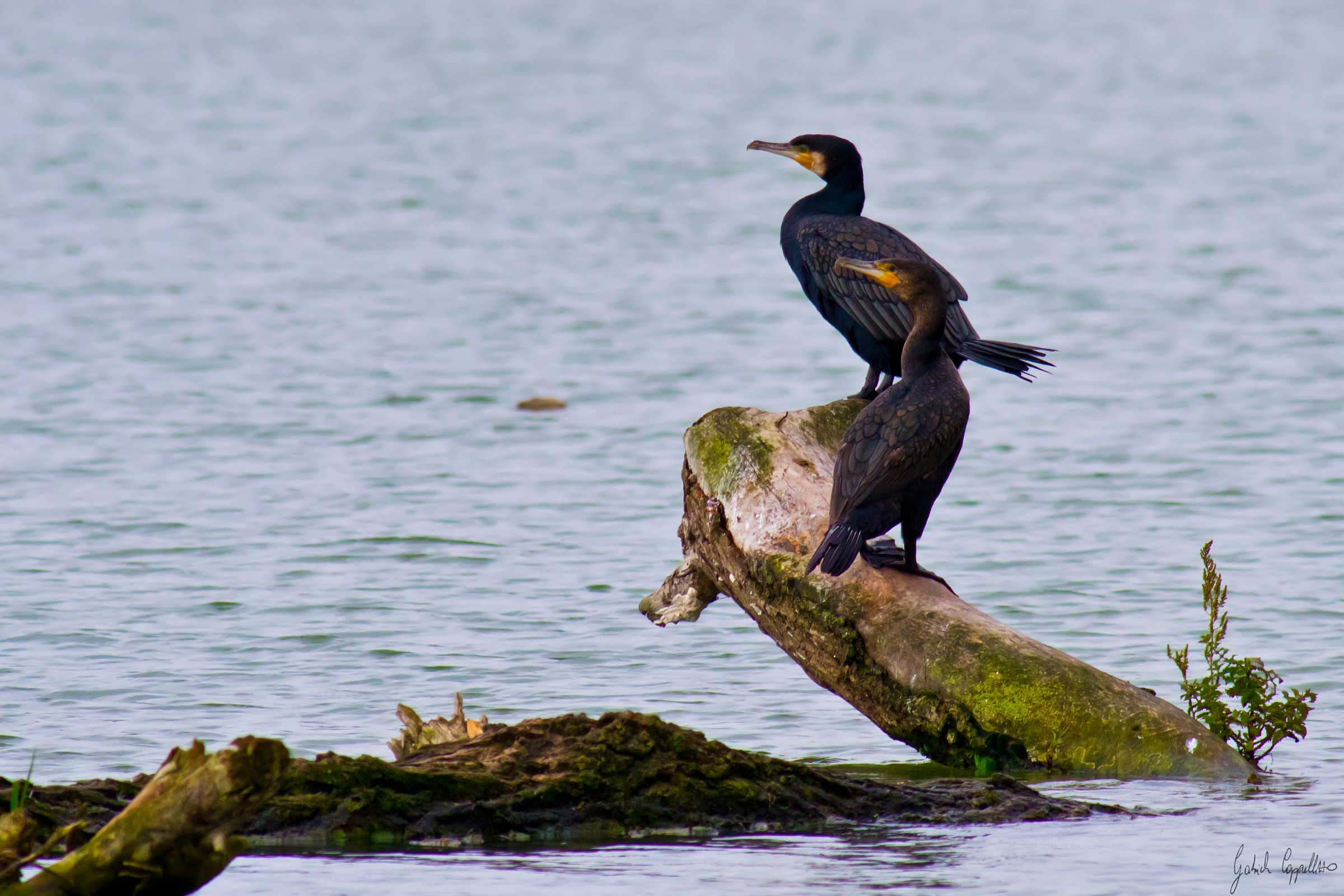 Cormorant (Phalacrocorax carbo)