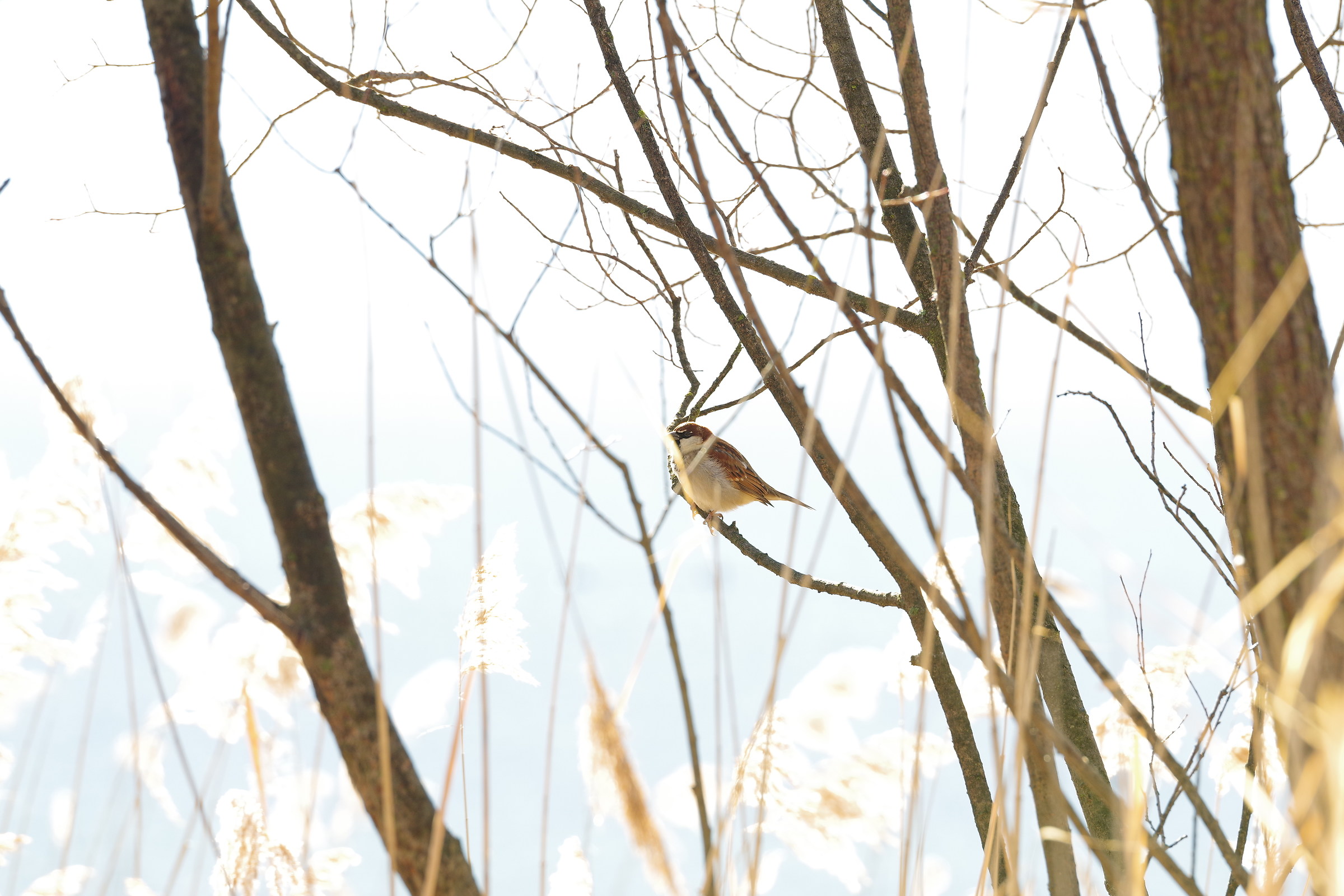 Passero Maschio in controluce