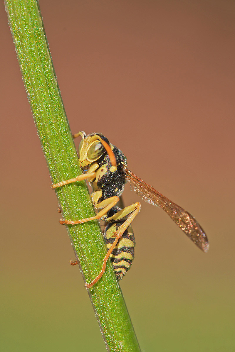 Polistes sp.