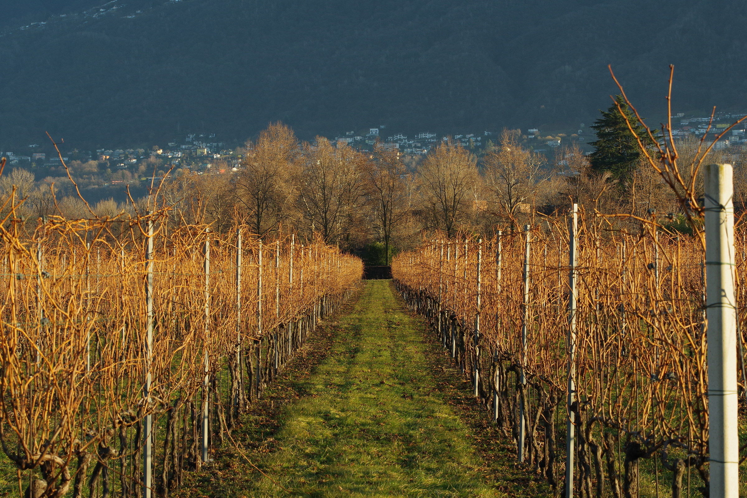 Rows of Vineyard