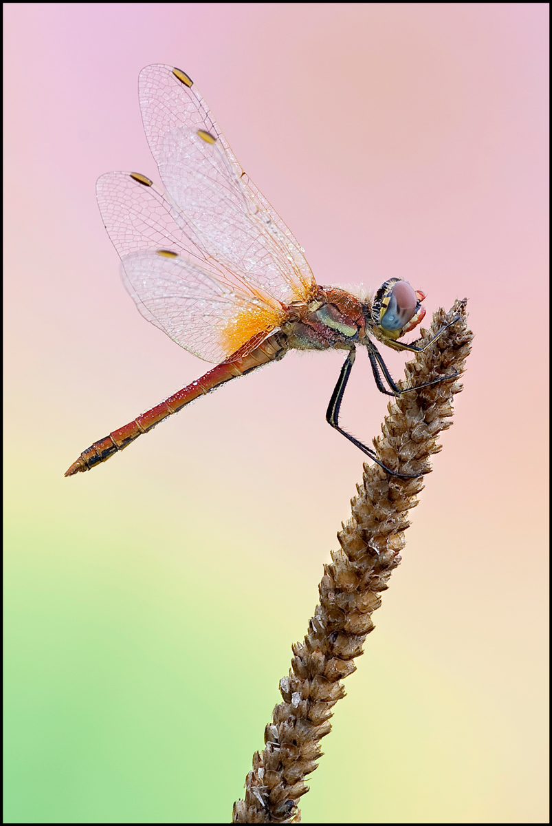 Sympetrum Fonscolombii