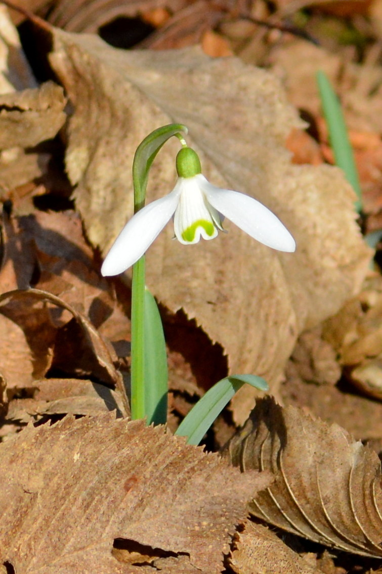 Il primo bucaneve a gennaio
