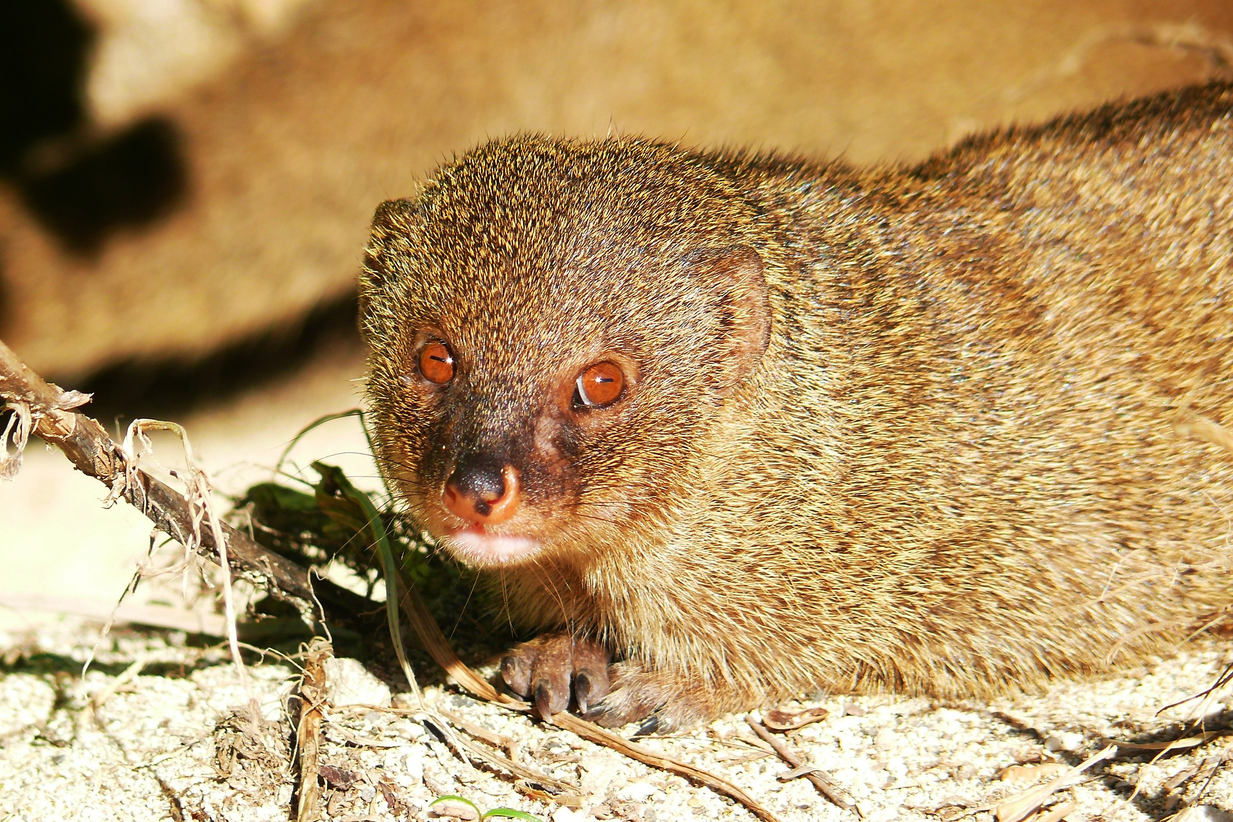 Mangusta, unexpected guest ...