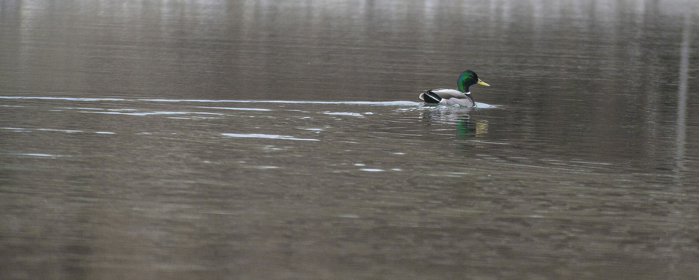 Passeggiata solitaria